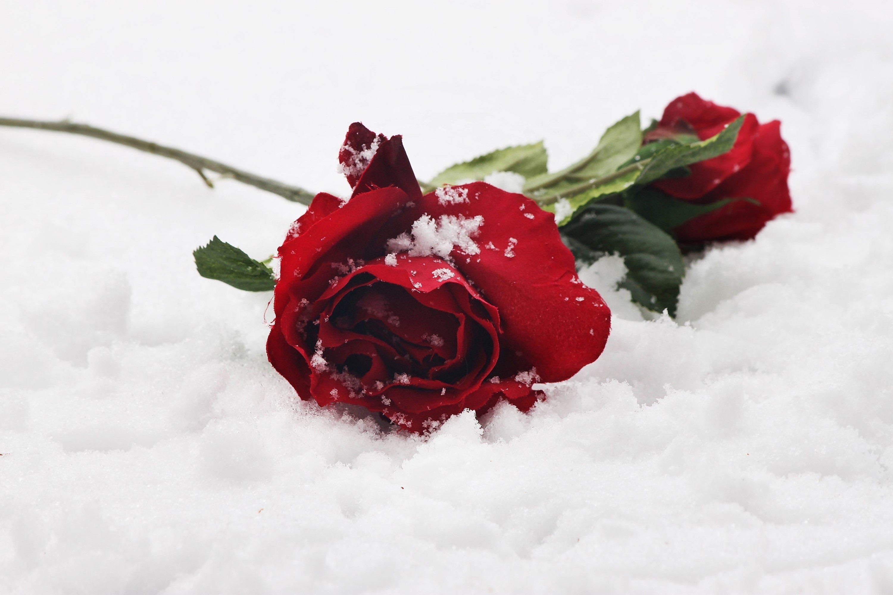 Two red roses in the snow HD Wallpaper