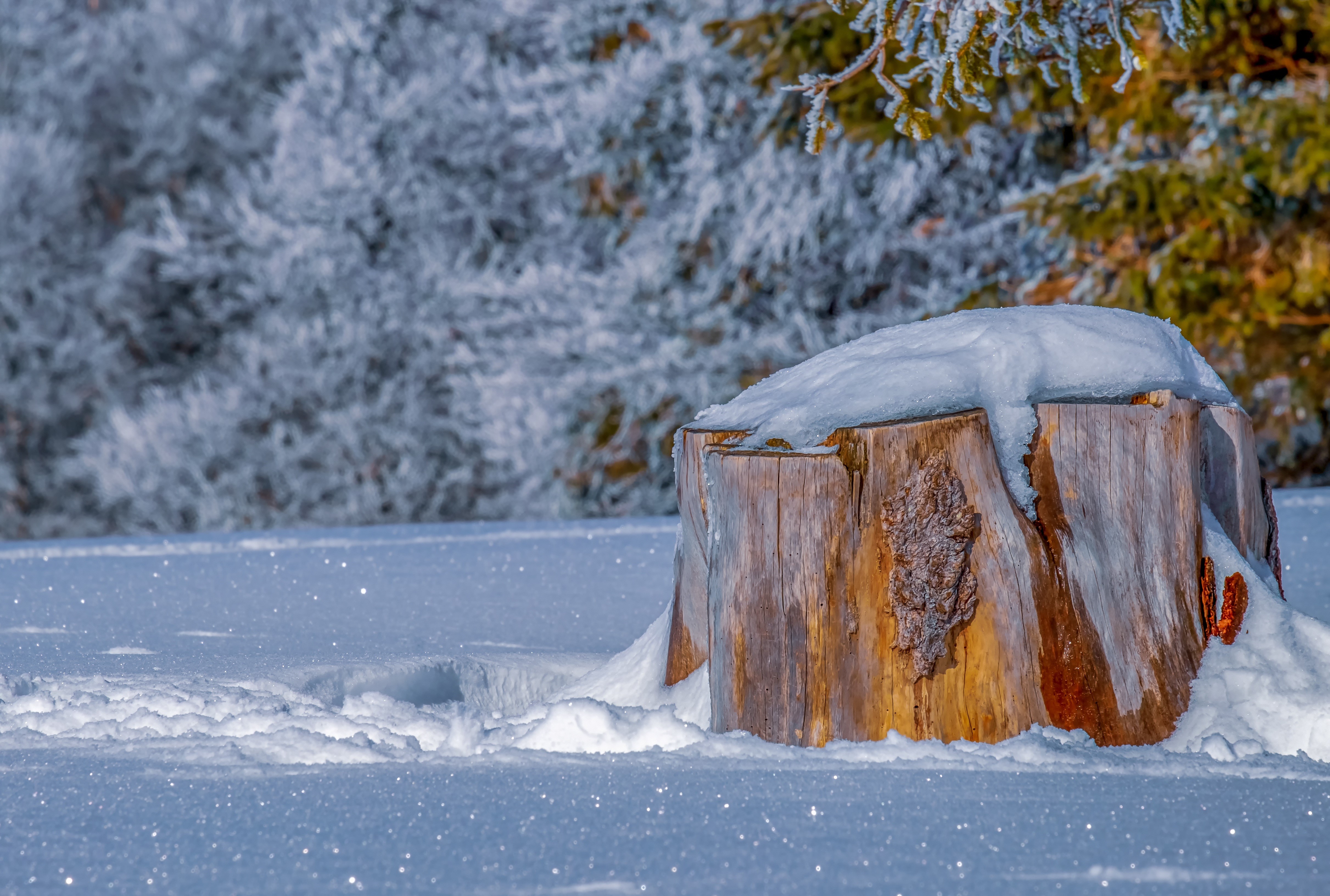 4K Winter Tree Stump in Snow HD Wallpaper