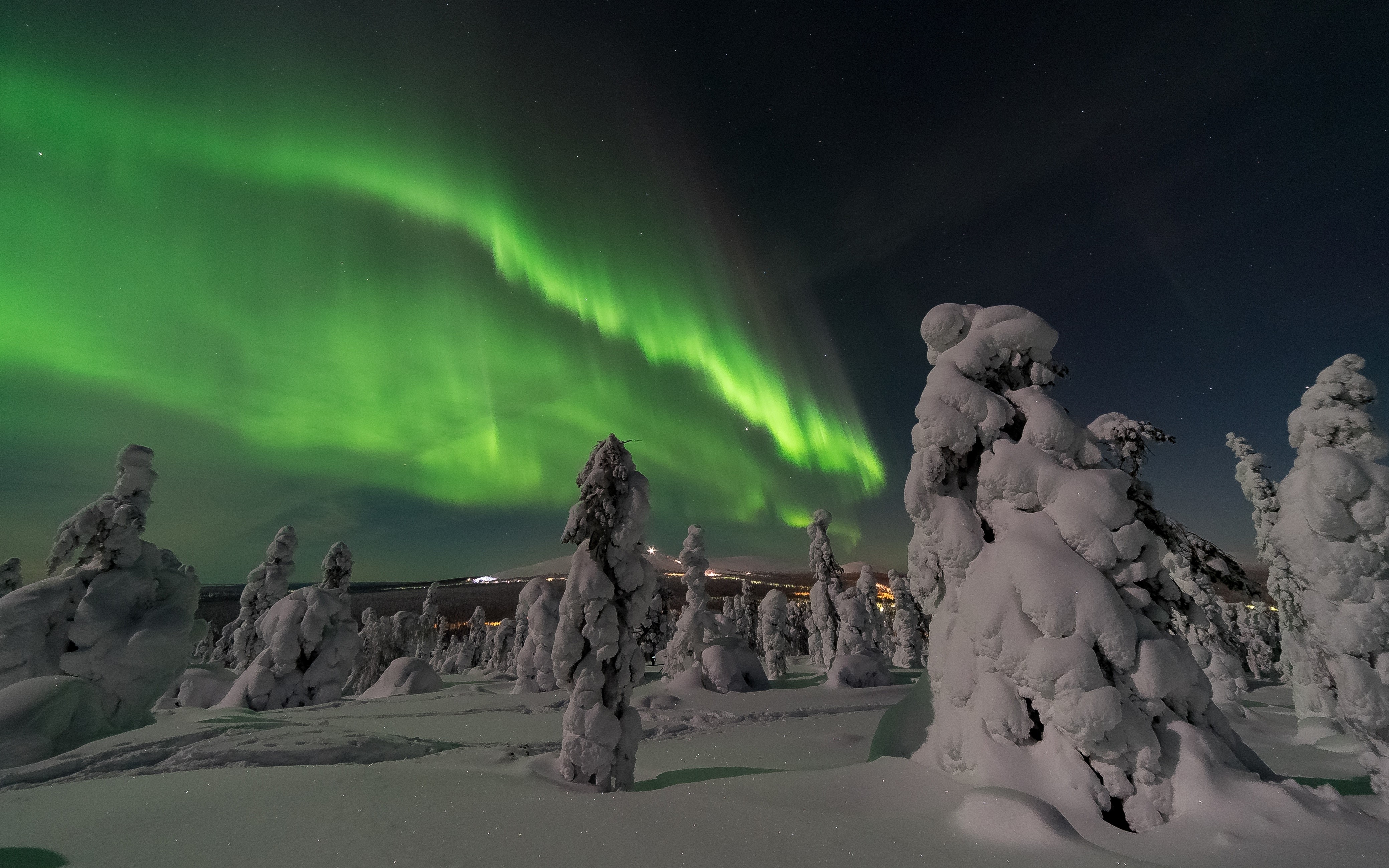 Aurora Borealis over snow-covered spruce trees at night HD Wallpaper