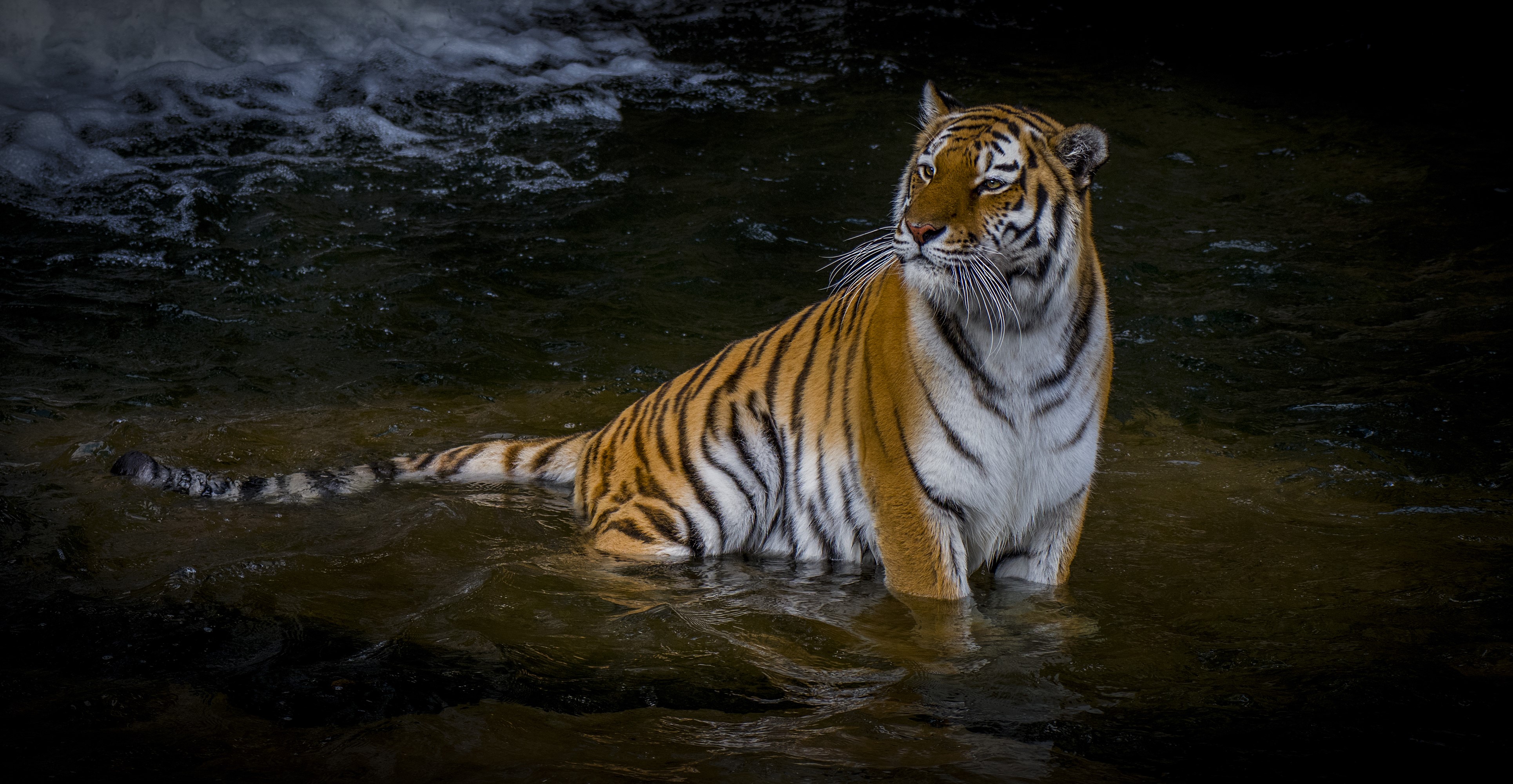 Tiger in Water HD Wallpaper