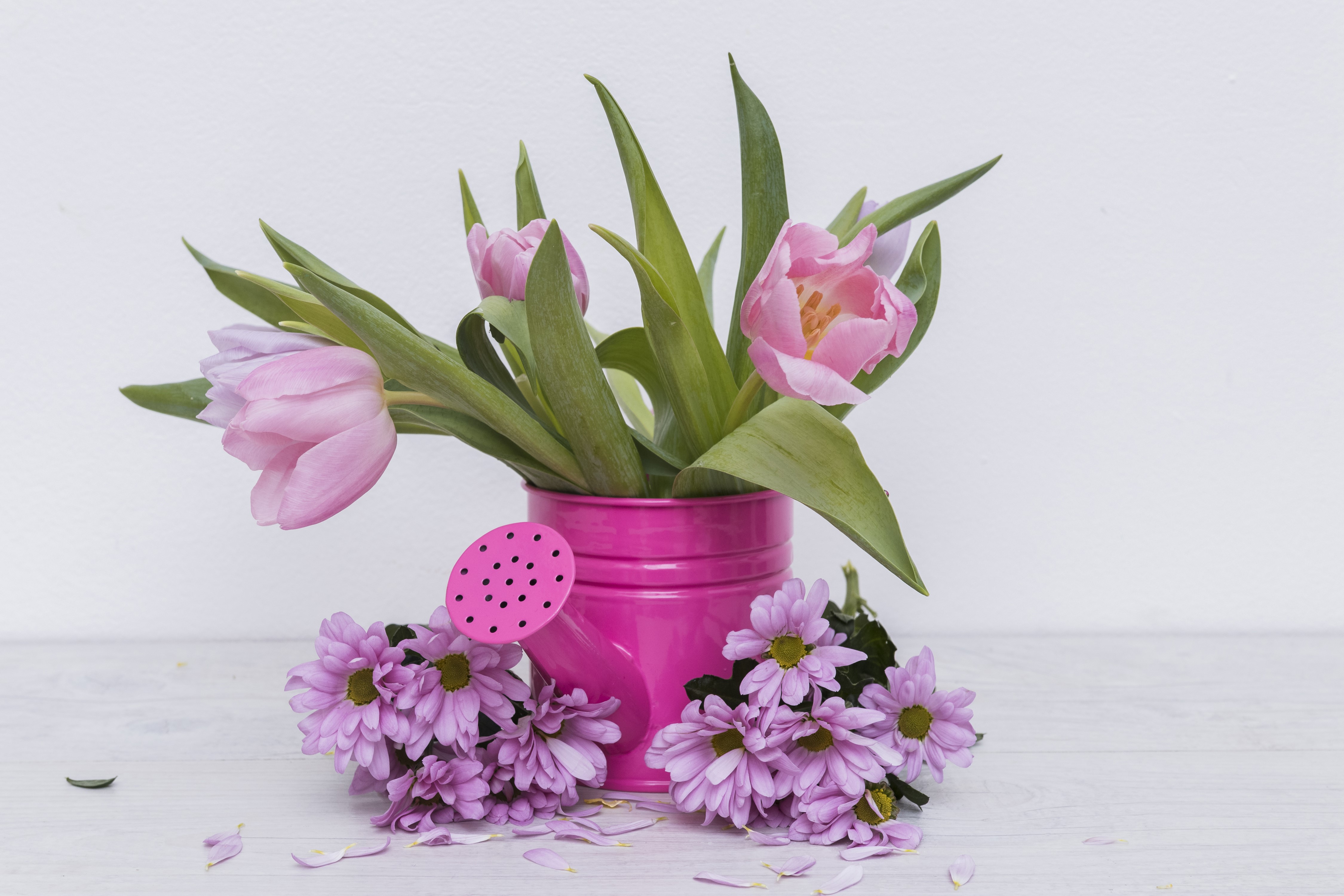 Pink Tulips and Chrysanthemums in a Watering Can HD Wallpaper
