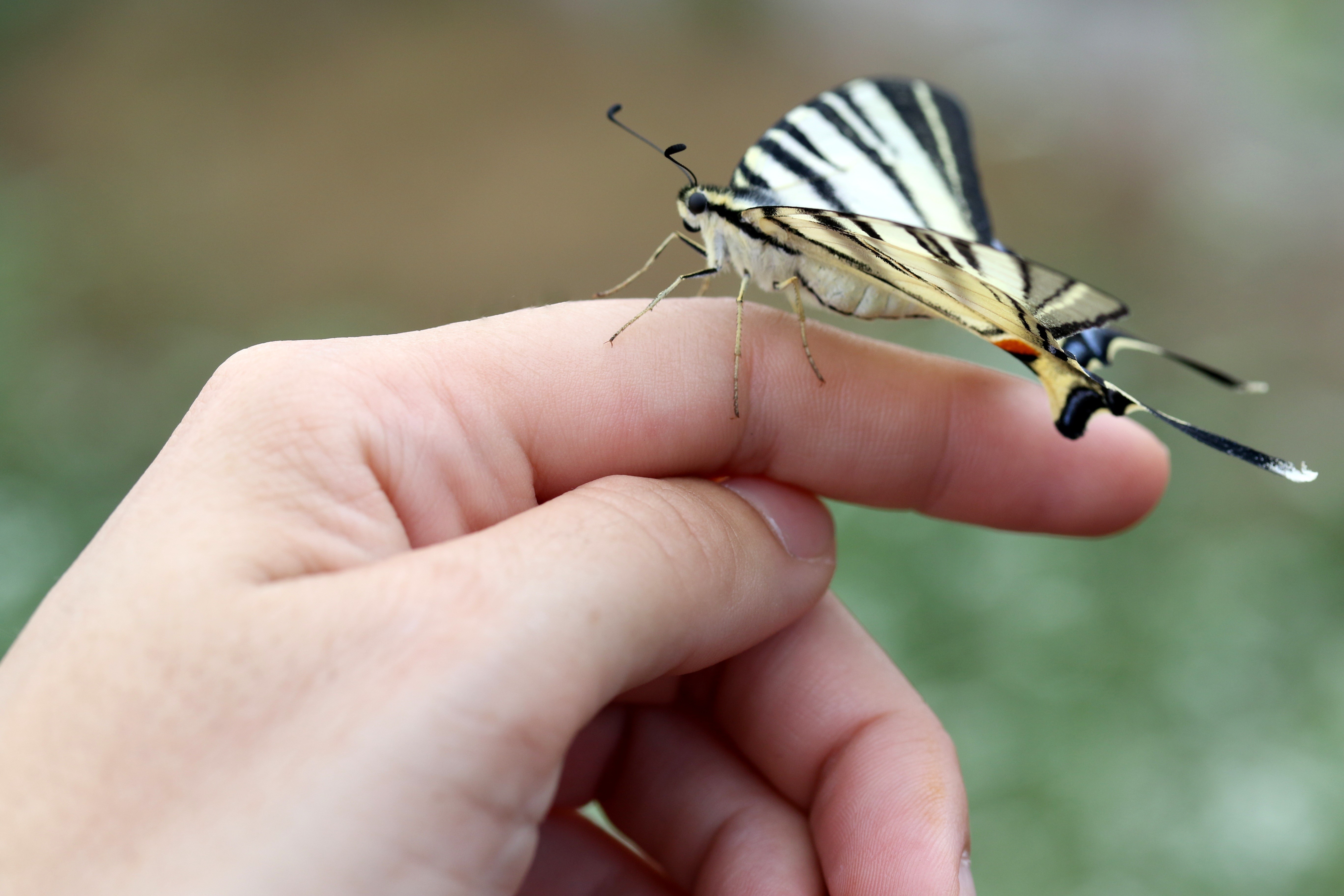 Butterfly on a Finger HD Wallpaper