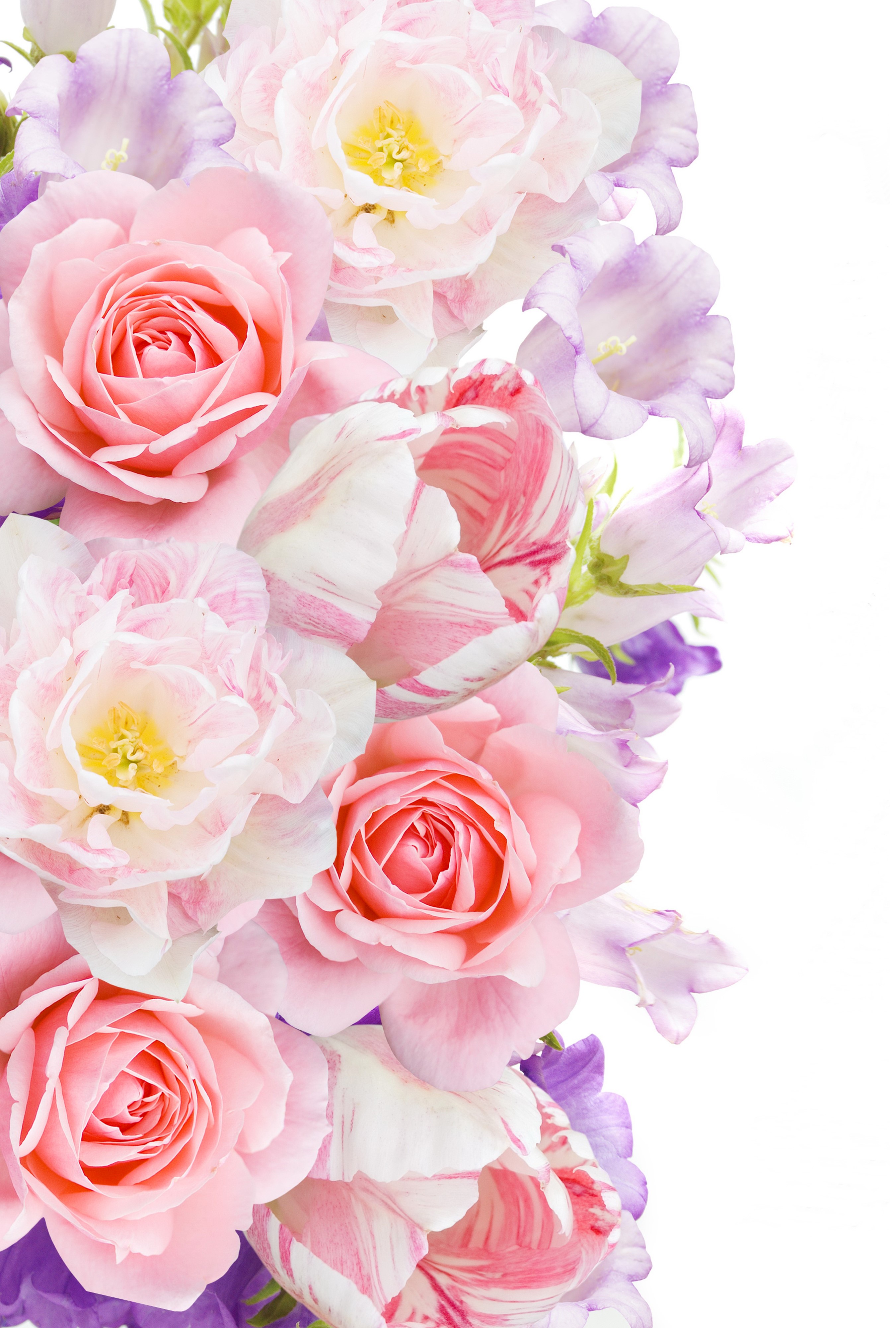 Pink roses, tulips, and campanula flowers HD Phone Wallpaper