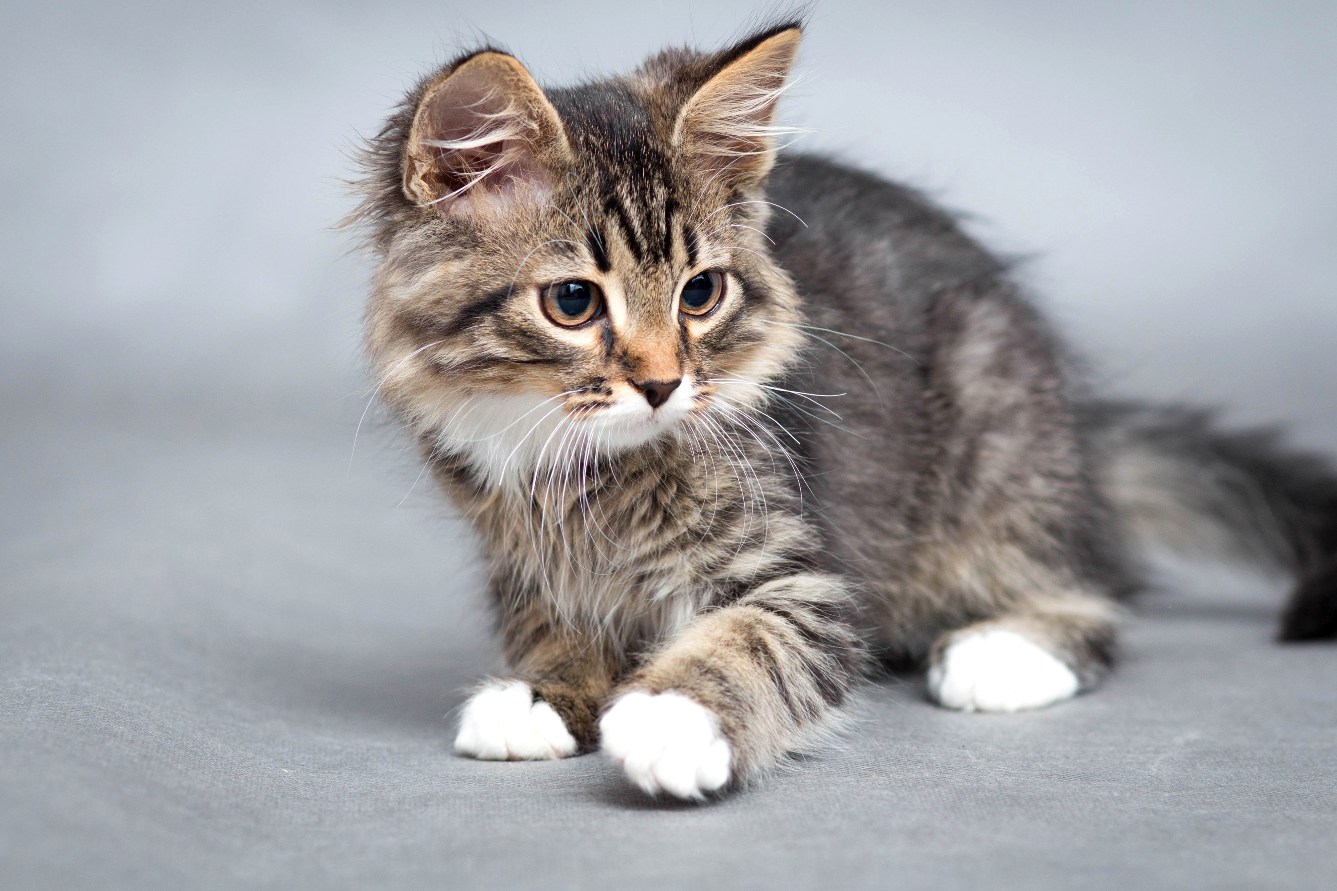 Tabby kitten with white paws on gray background HD Wallpaper