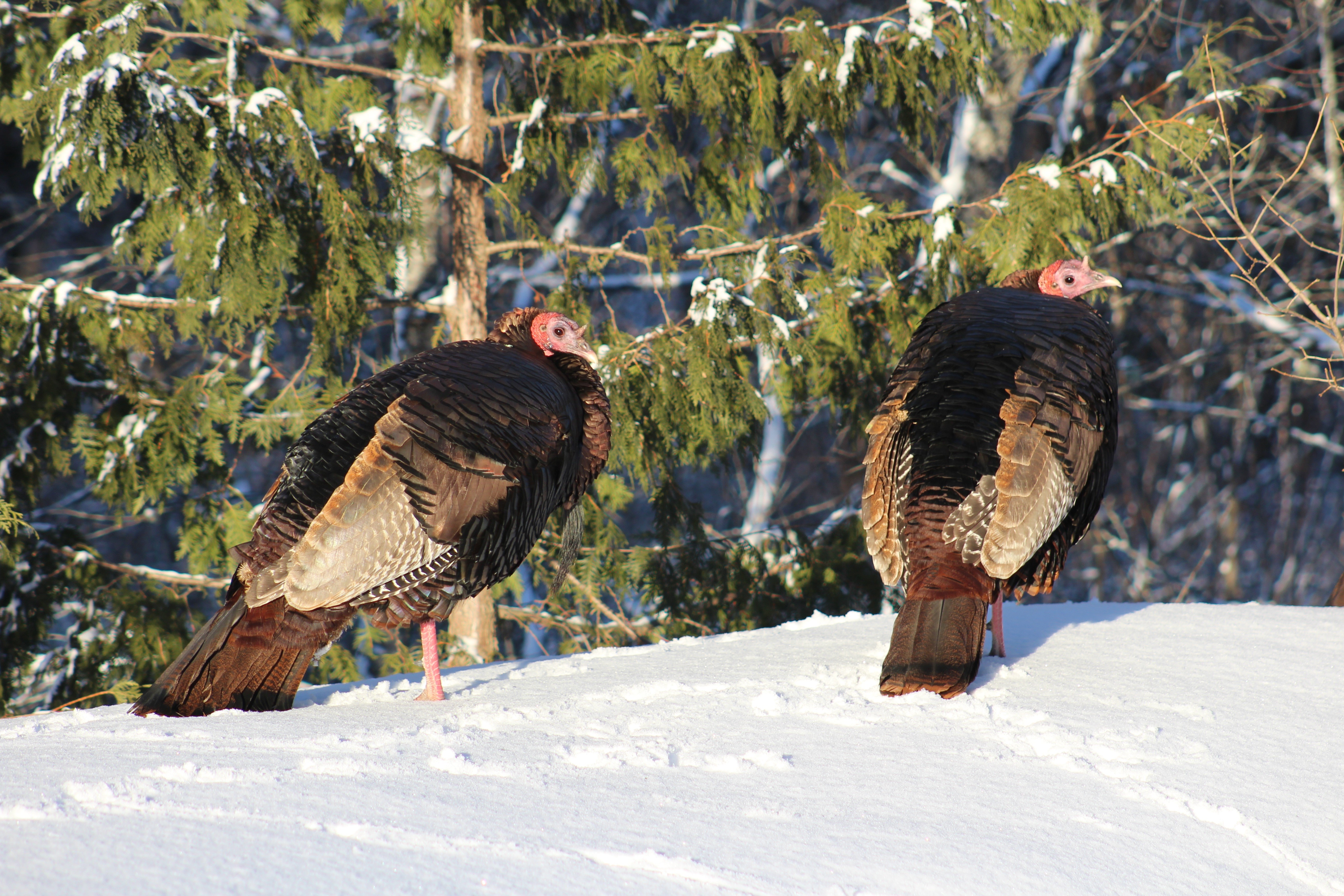 Two Domestic Turkeys in Snow HD Wallpaper