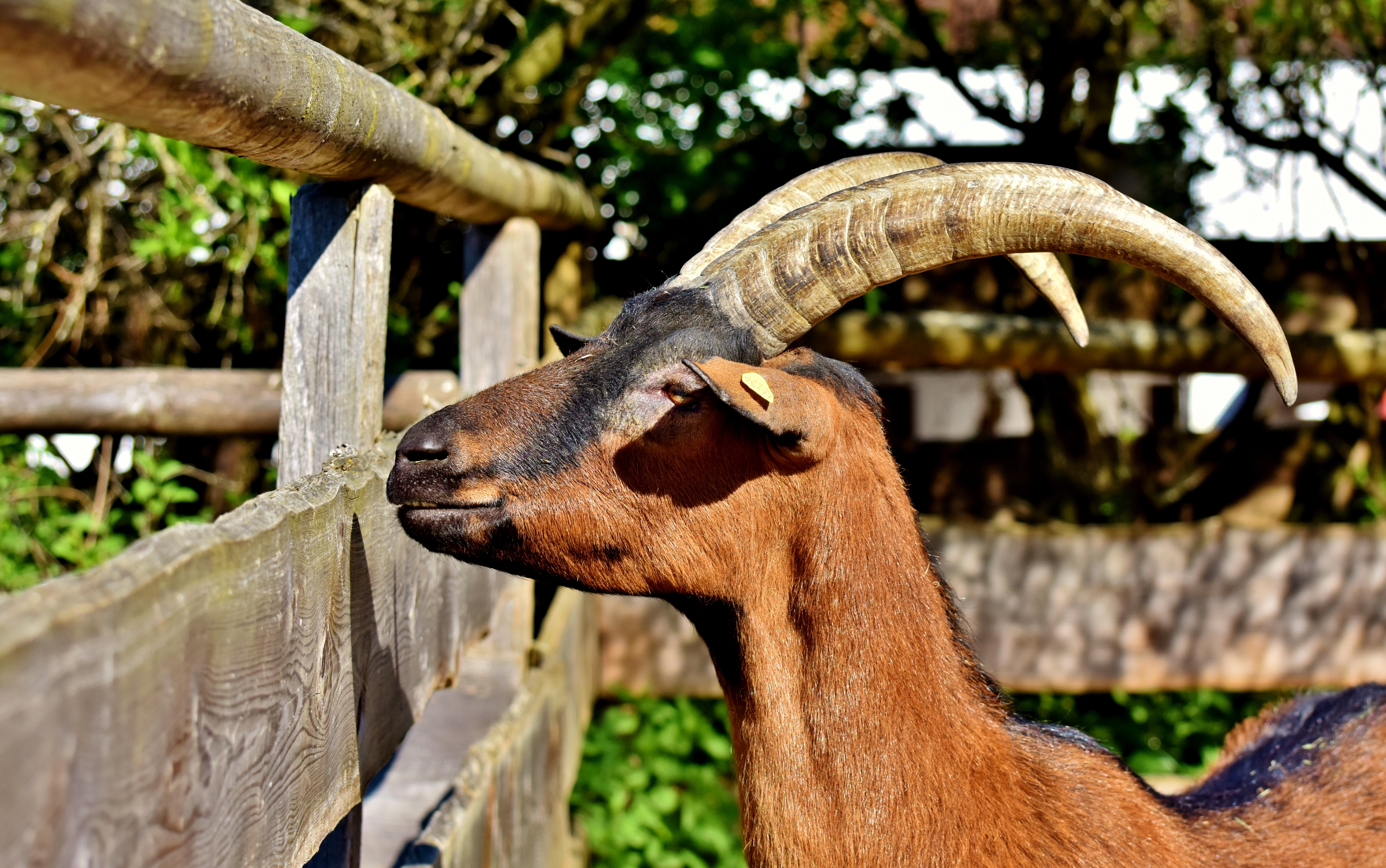 Goat with Ginger Color and Horns by Fence HD Wallpaper