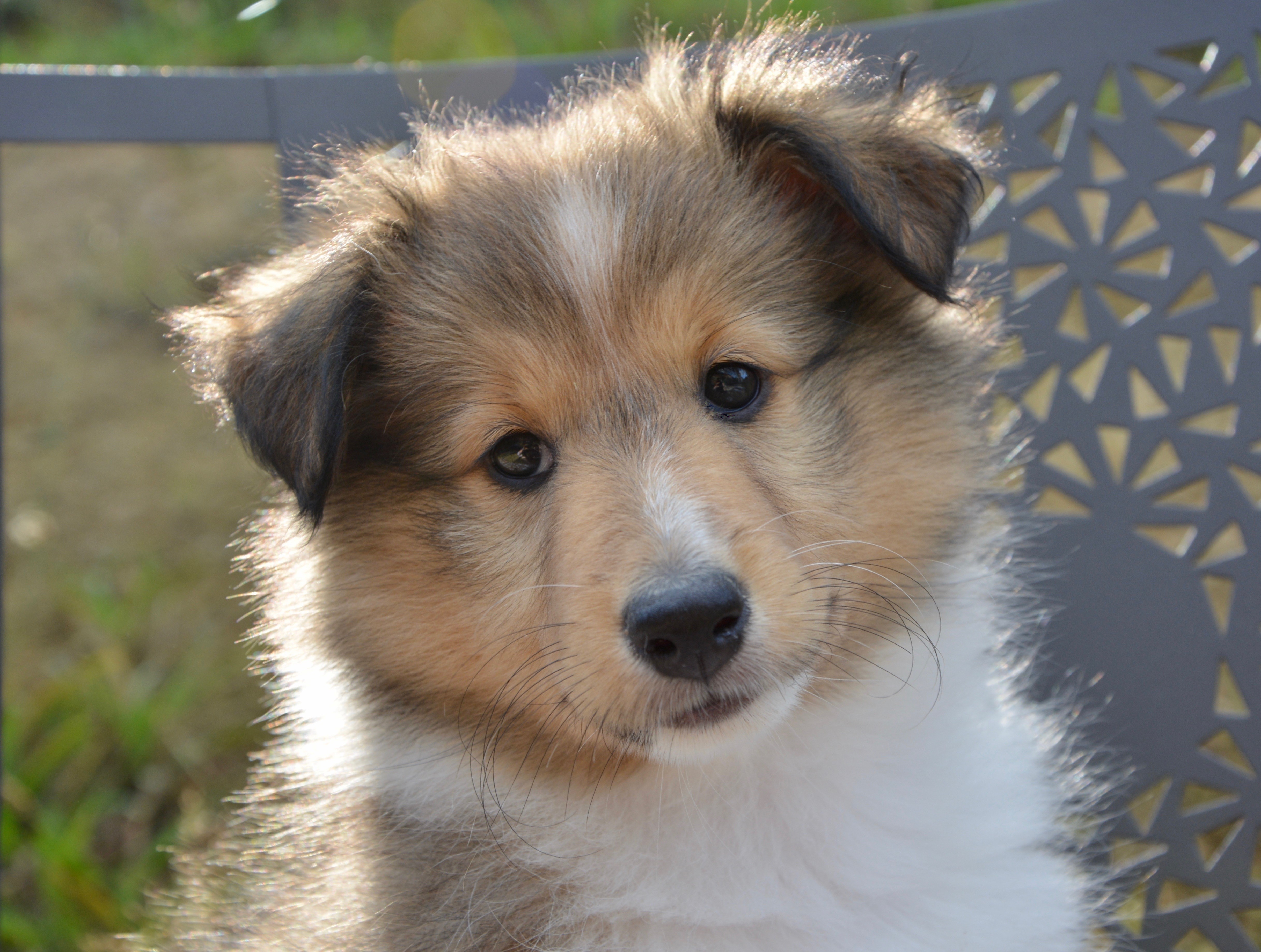 Sheltie Shetland Sheepdog Puppy Head HD Wallpaper