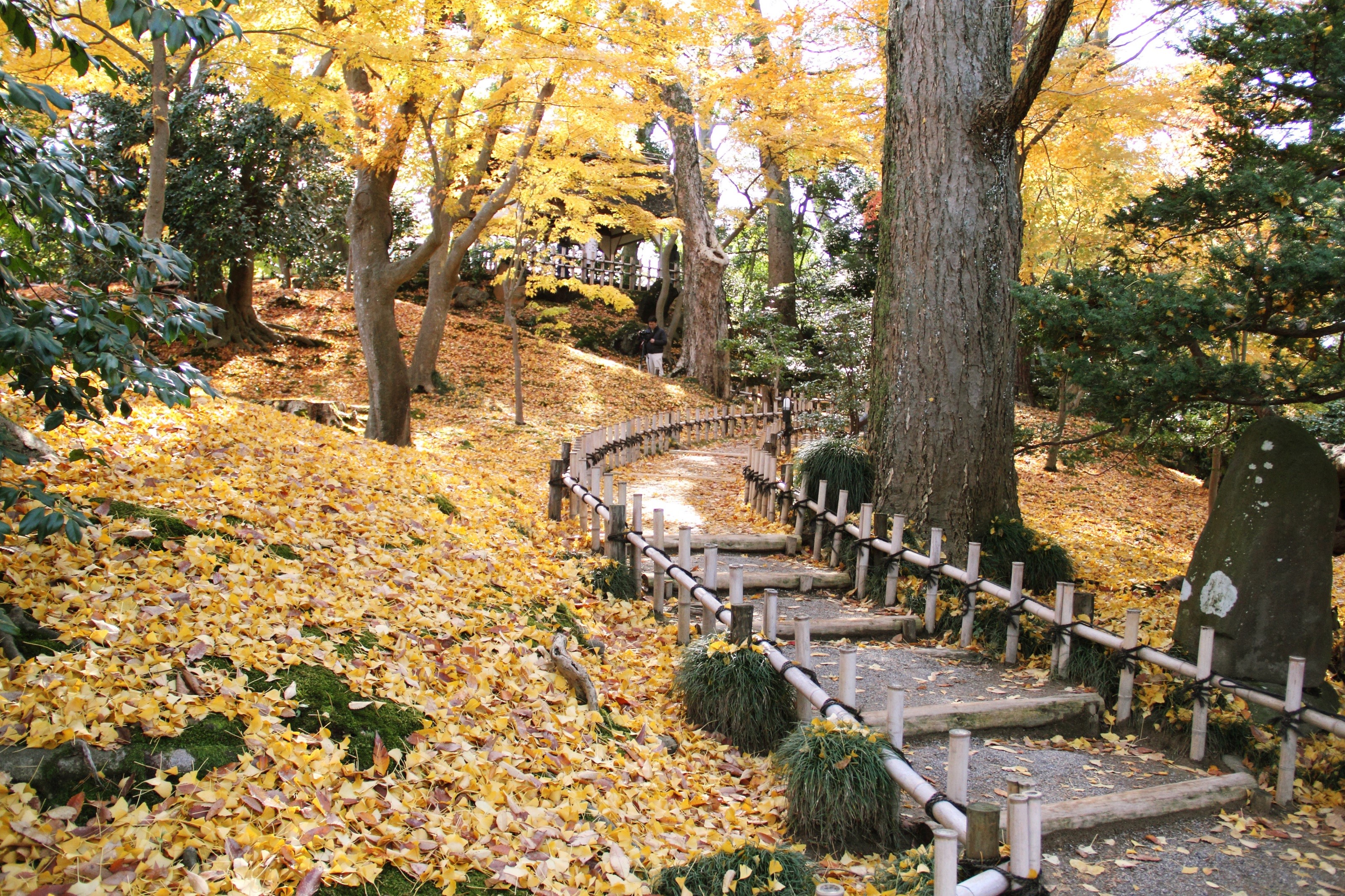Kenrokuen Garden in Kanazawa, Japan during Autumn HD Wallpaper