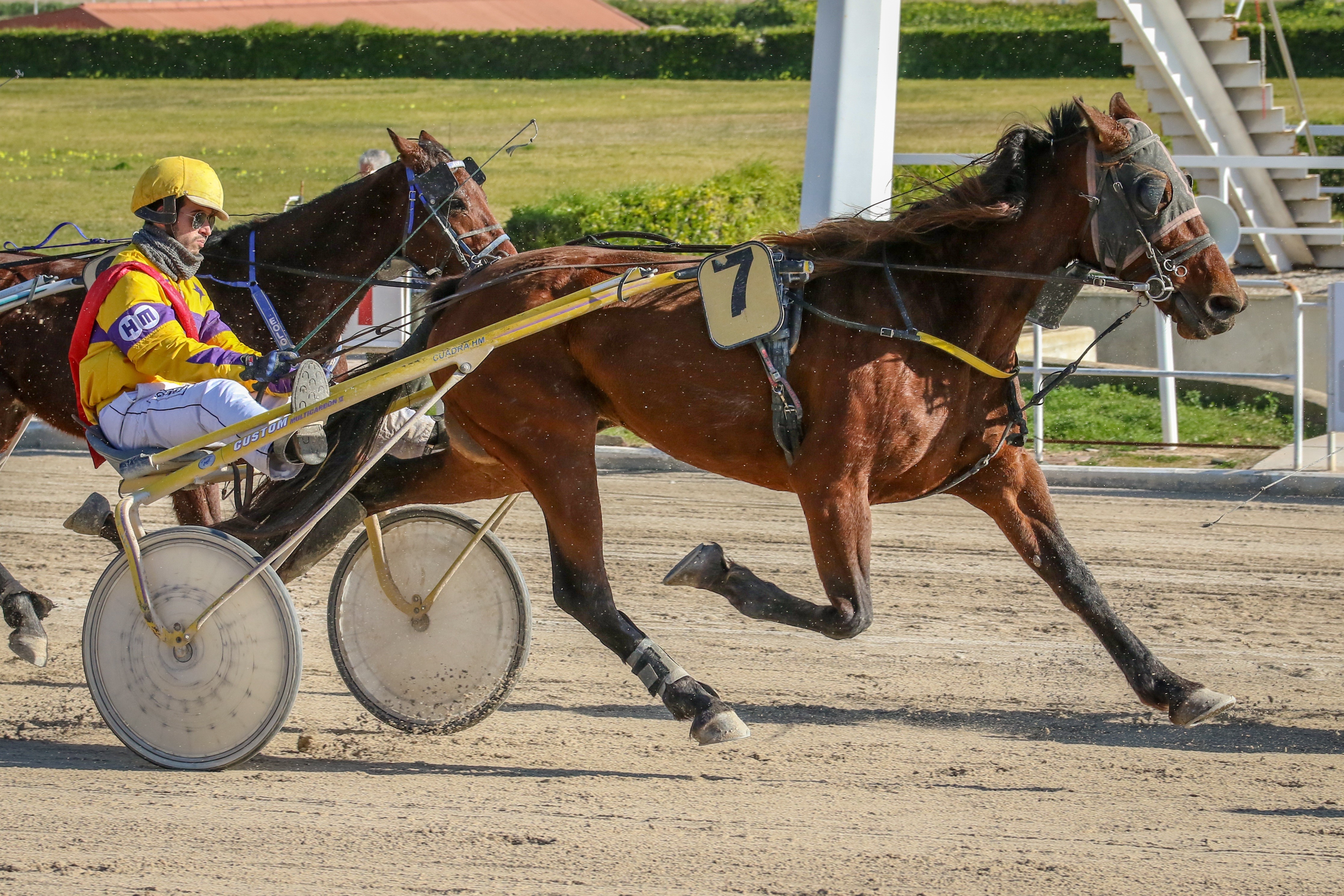 Harness racing with horses and drivers HD Wallpaper