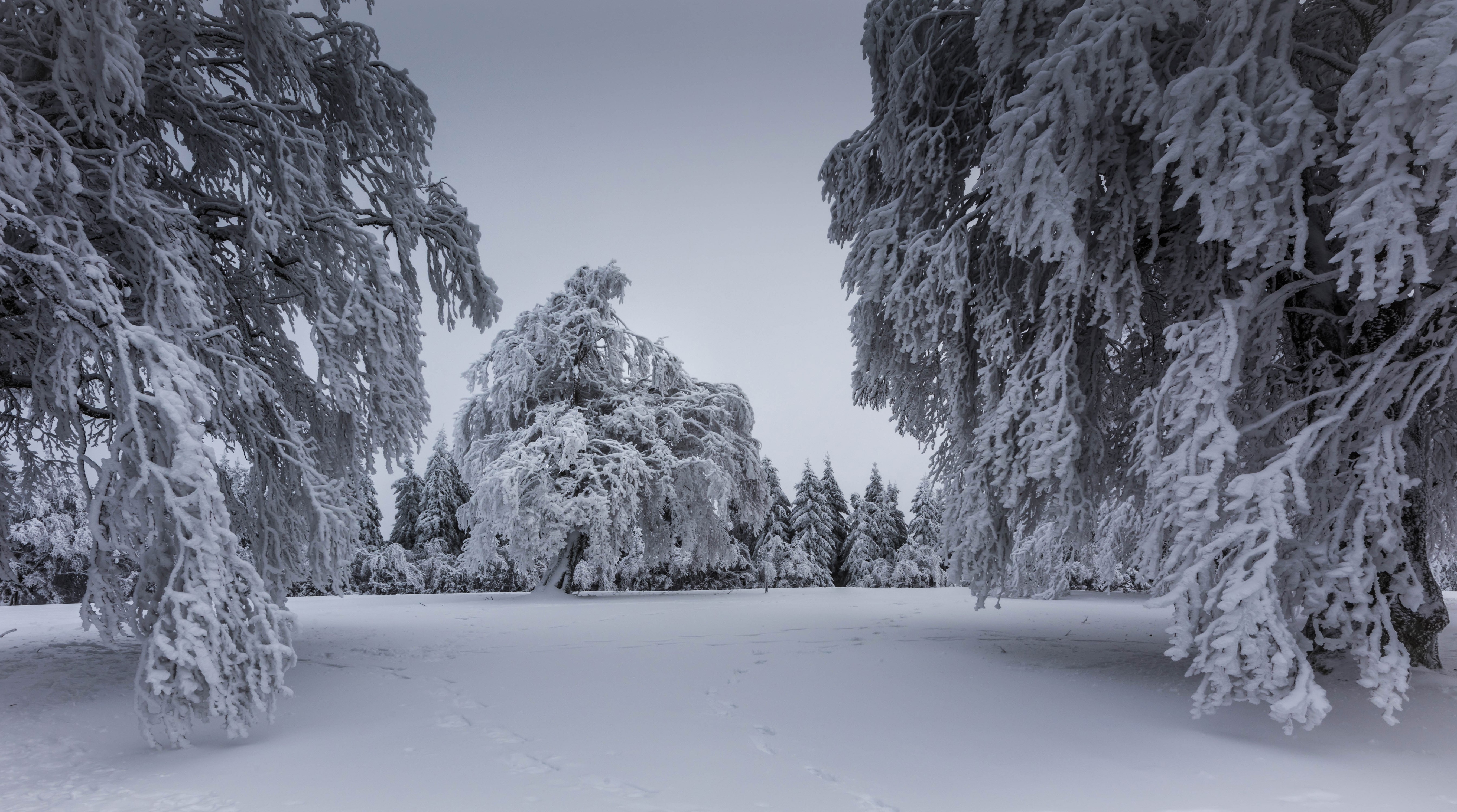 Snow-covered trees in a winter forest HD Wallpaper