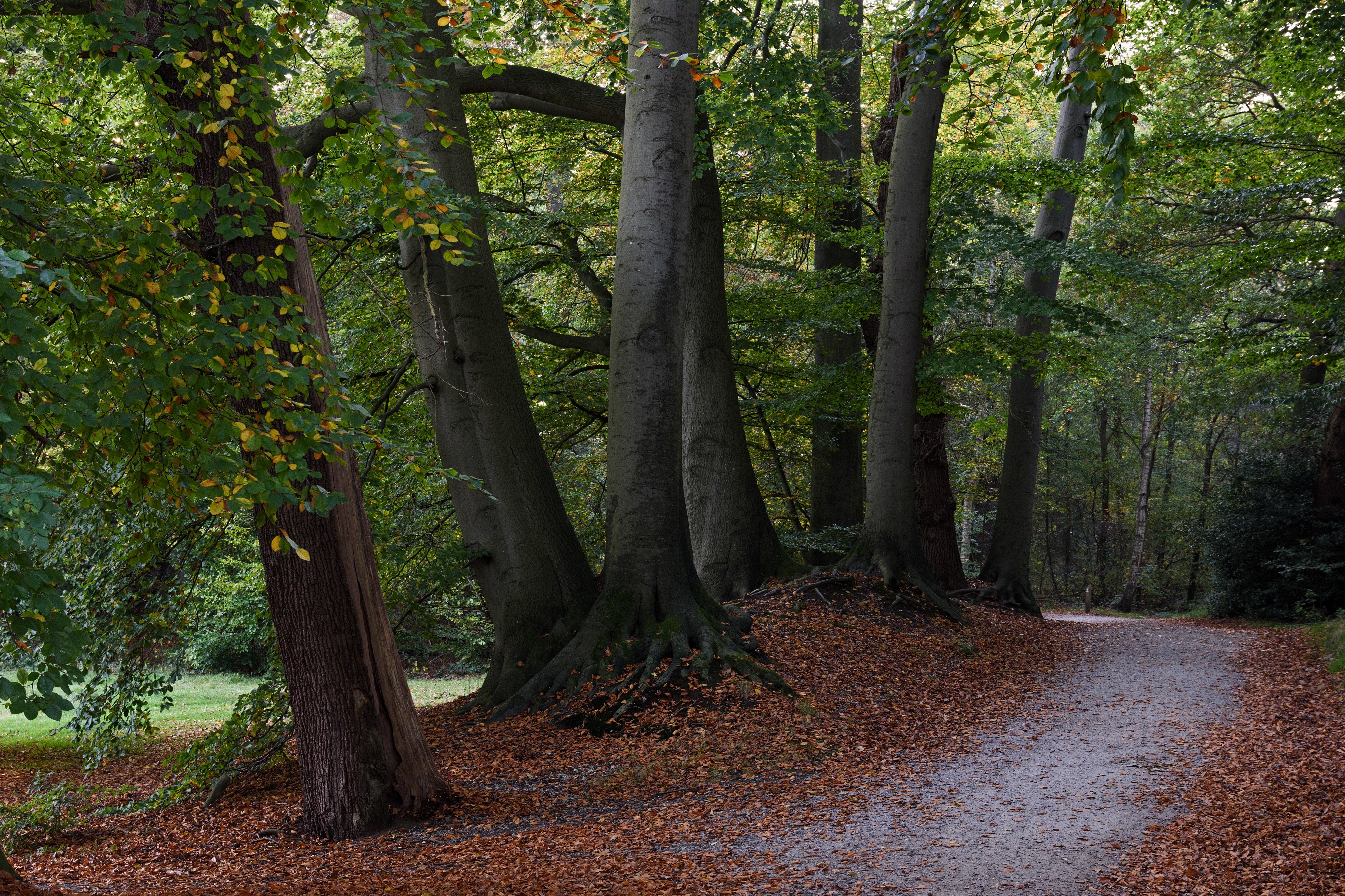 Autumn path through trees in Graaveland, Netherlands HD Wallpaper