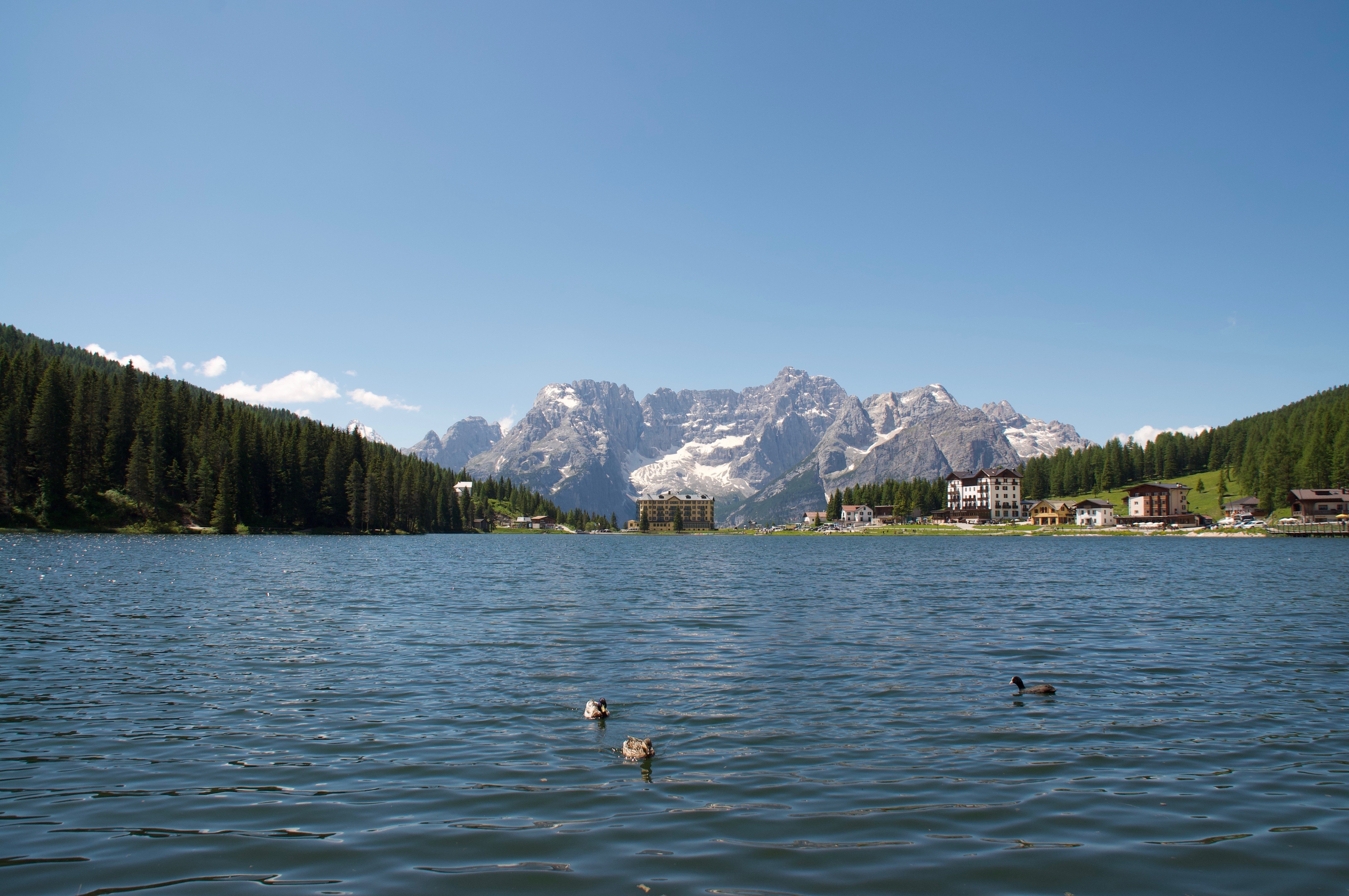Lake Misurina with Mountains and Ducks in Italy HD Wallpaper