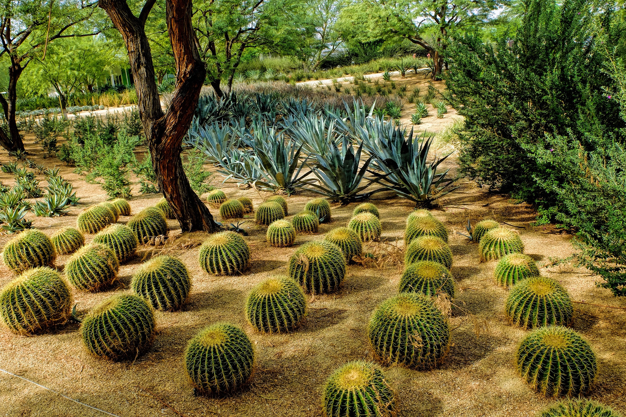 Desert garden with barrel cacti and agave plants HD Wallpaper