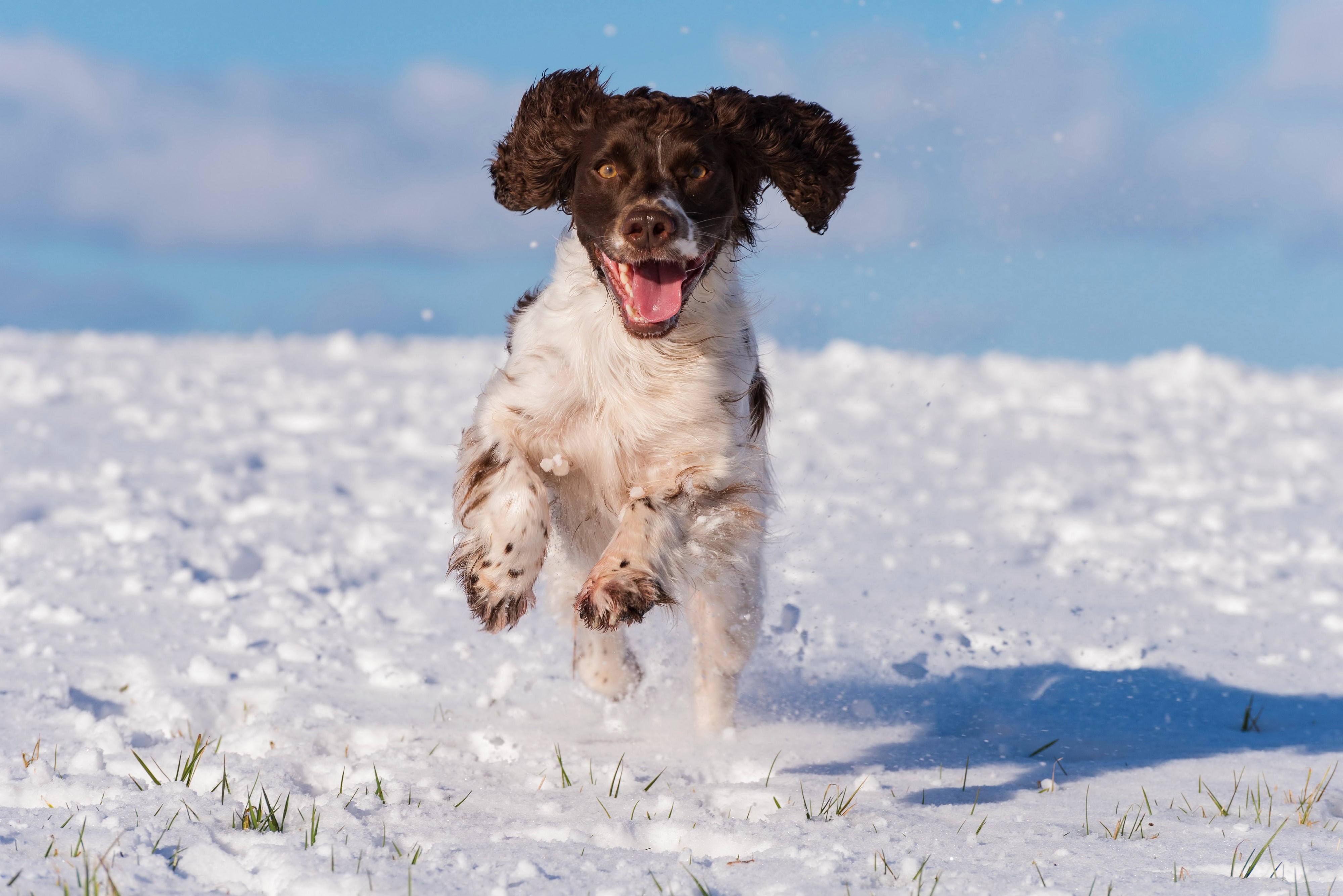 English Springer Spaniel Running in Snow HD Wallpaper