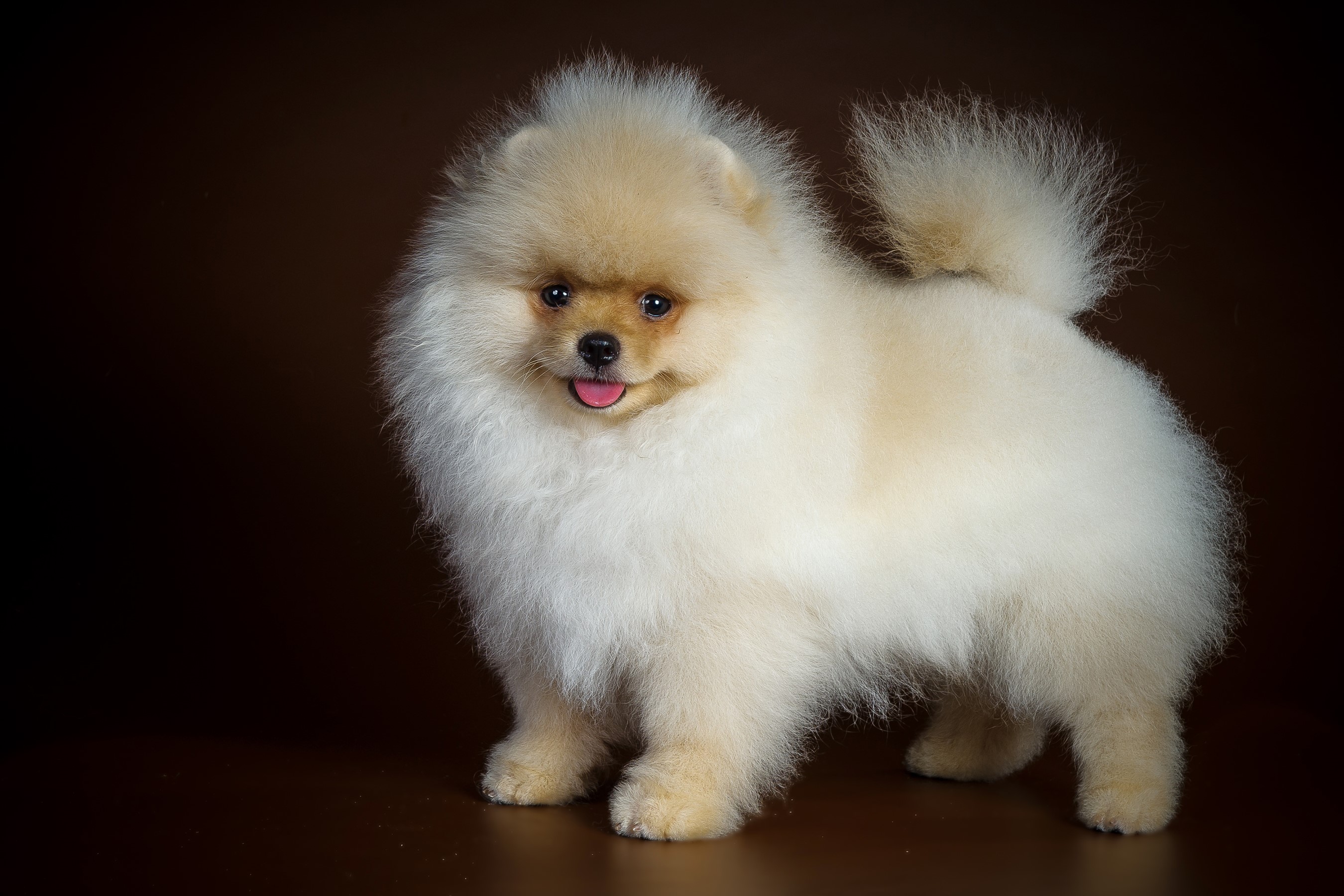 Cream Pomeranian dog standing on a brown background HD Wallpaper