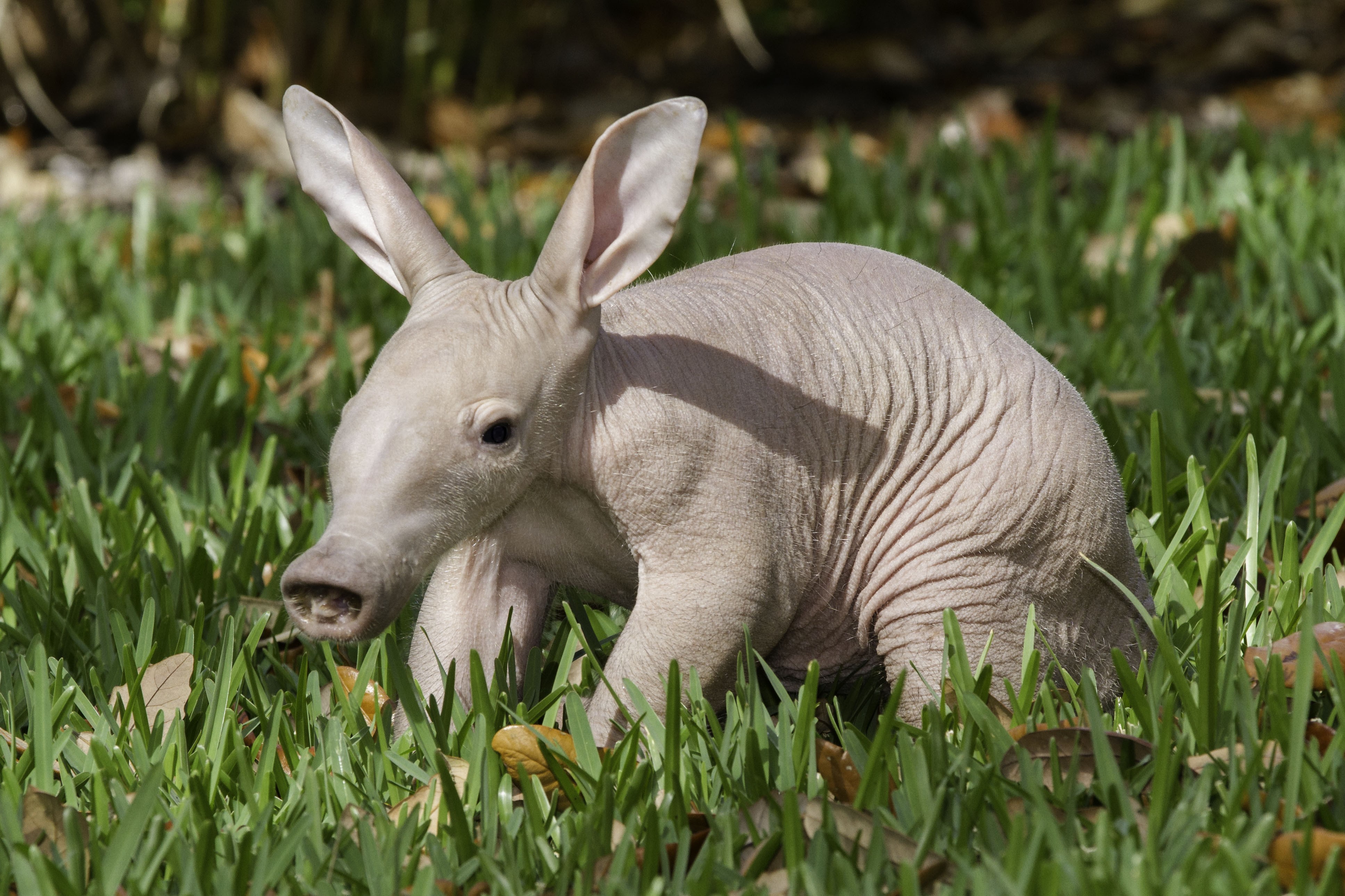 4K African aardvark in grass HD Wallpaper