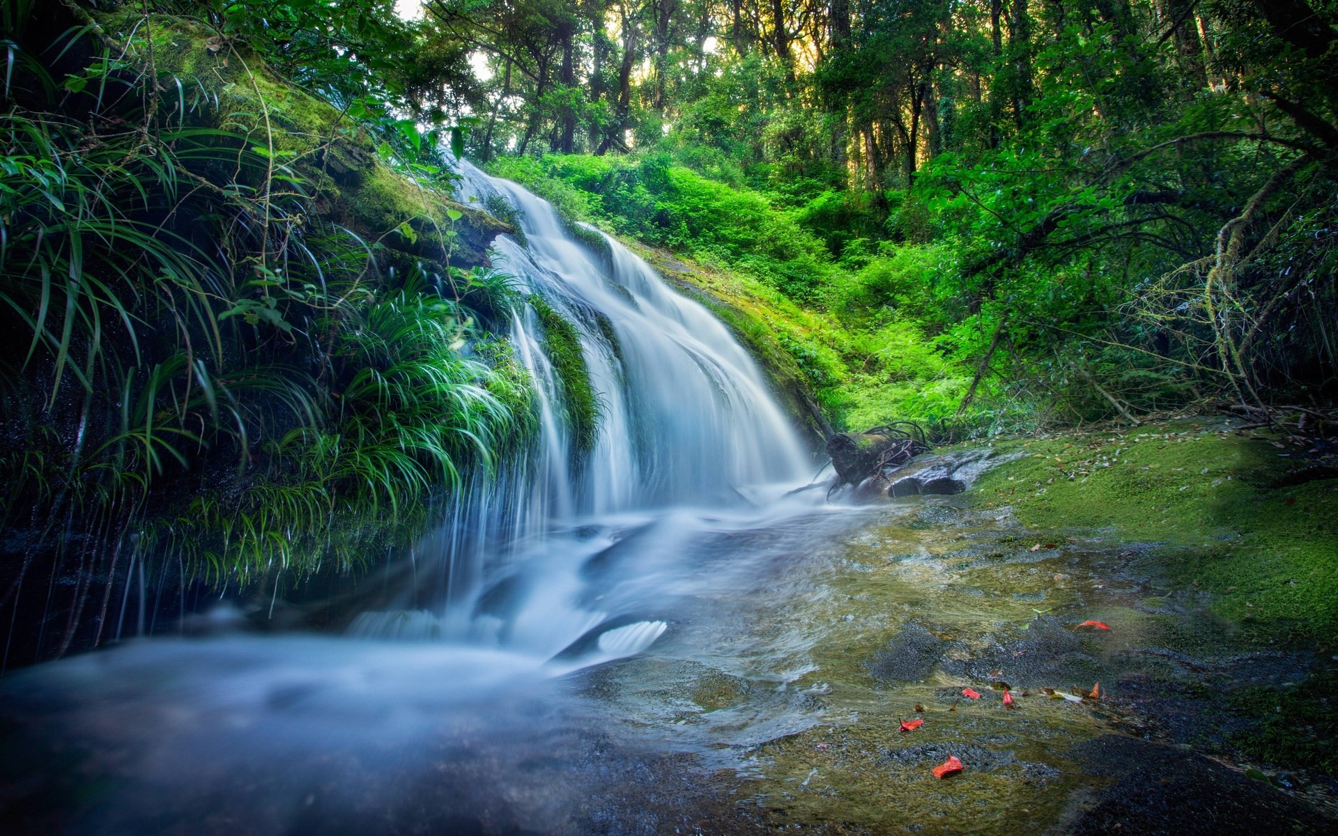 Waterfall cascading through a lush green forest HD Wallpaper