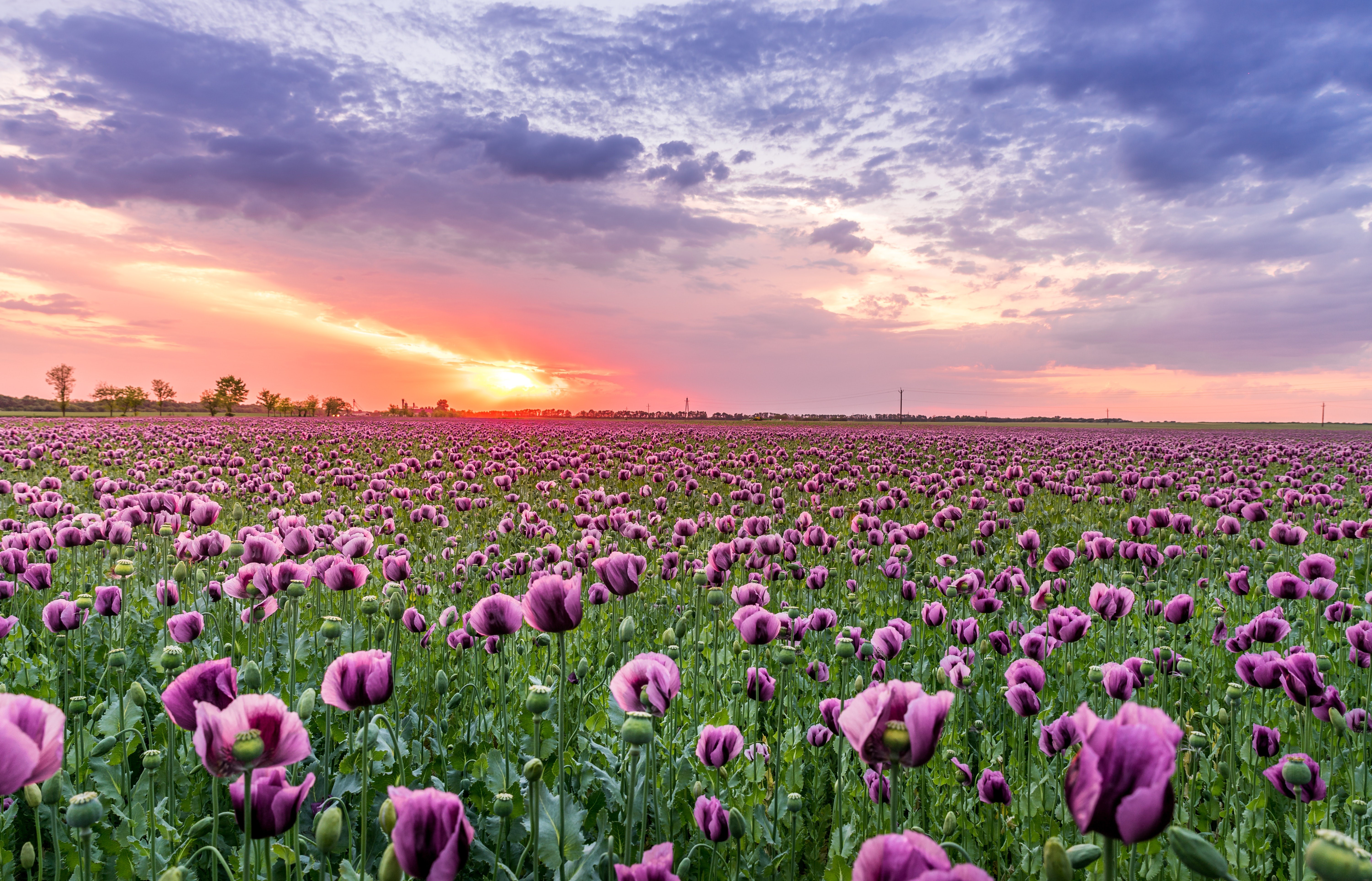 Field of Purple Poppies at Sunrise HD Wallpaper
