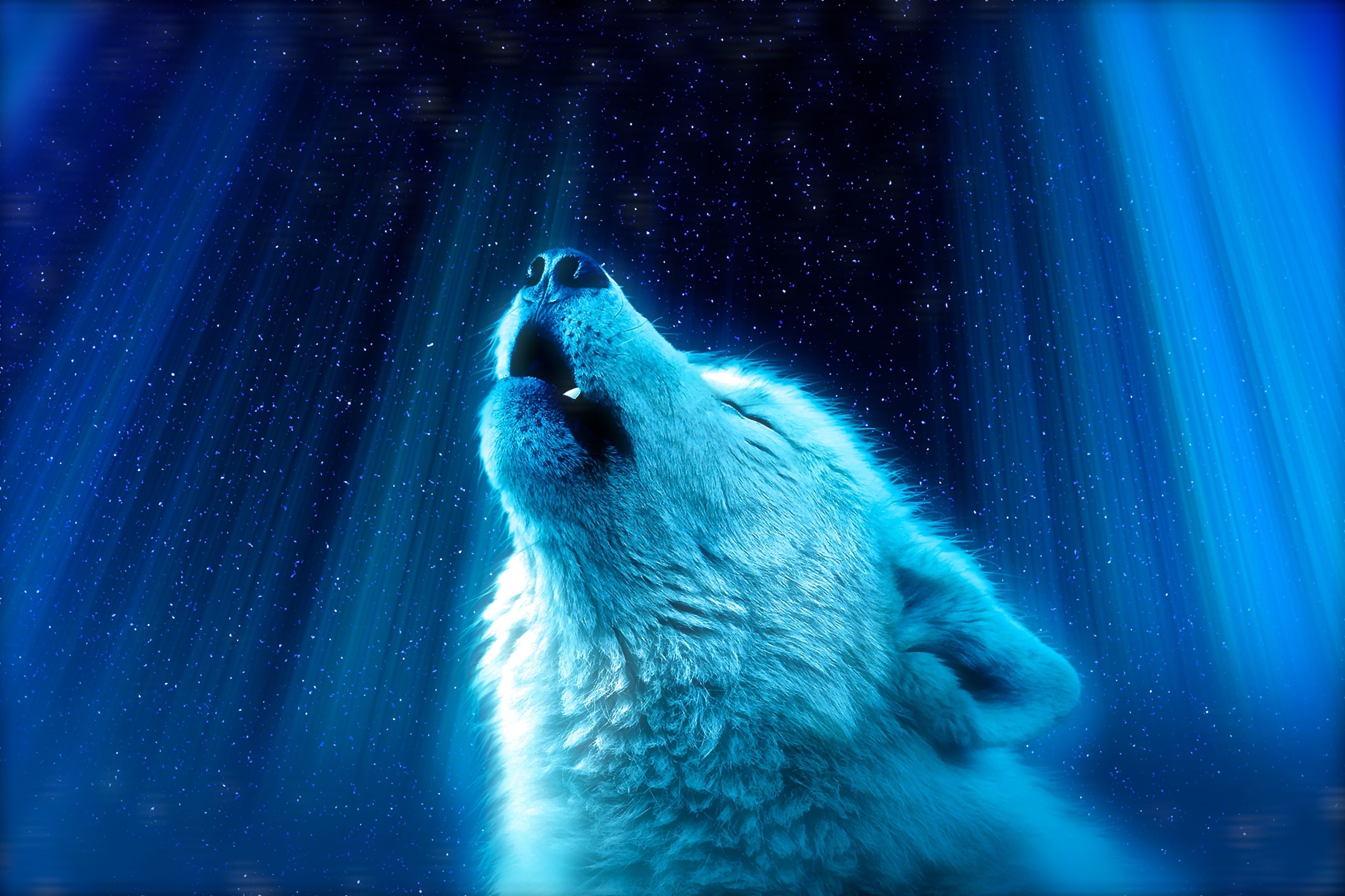 4K Wolf Howling at the Night Sky HD Wallpaper
