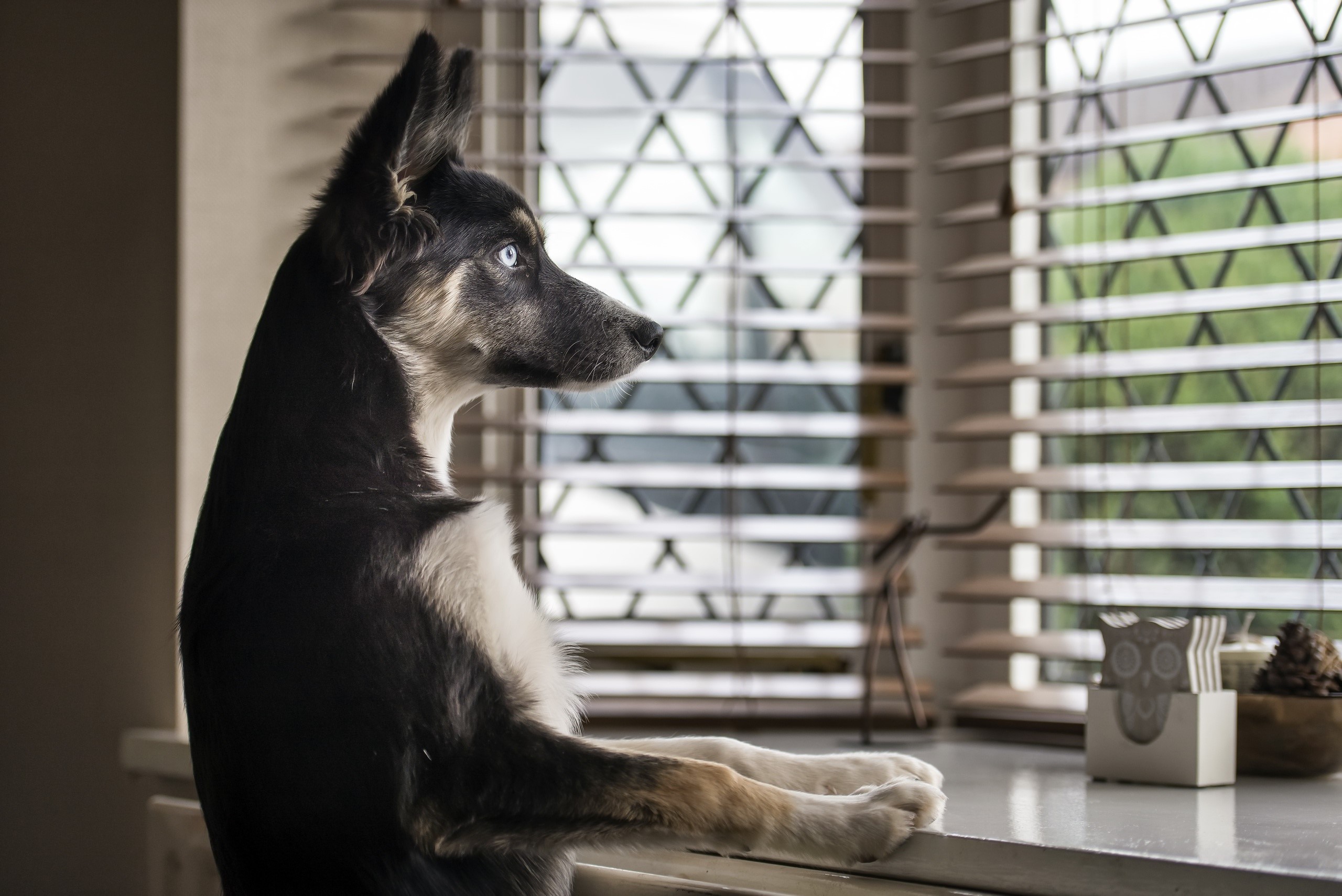 Dog looking out the window HD Wallpaper