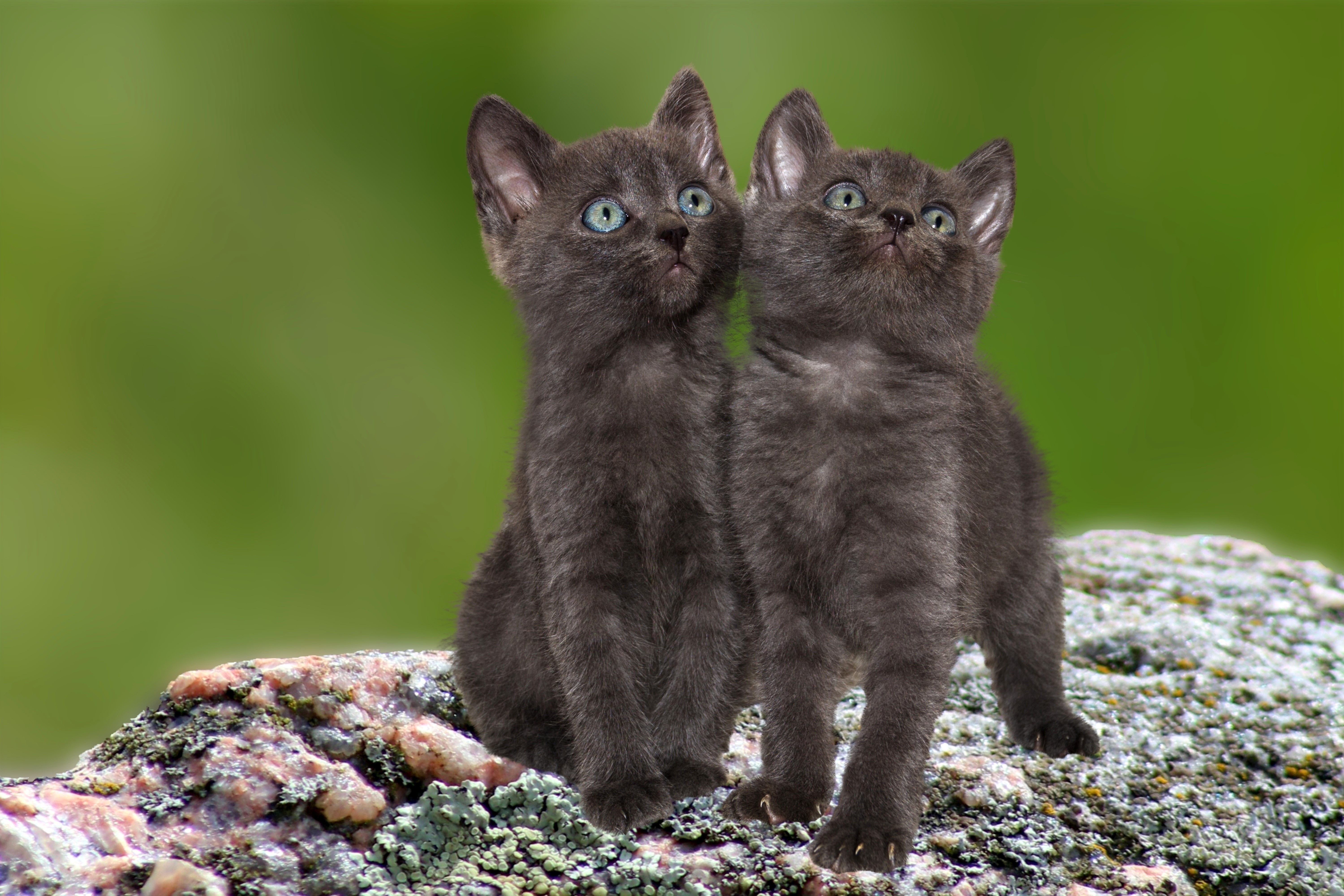 Two grey kittens looking up on a rock HD Wallpaper