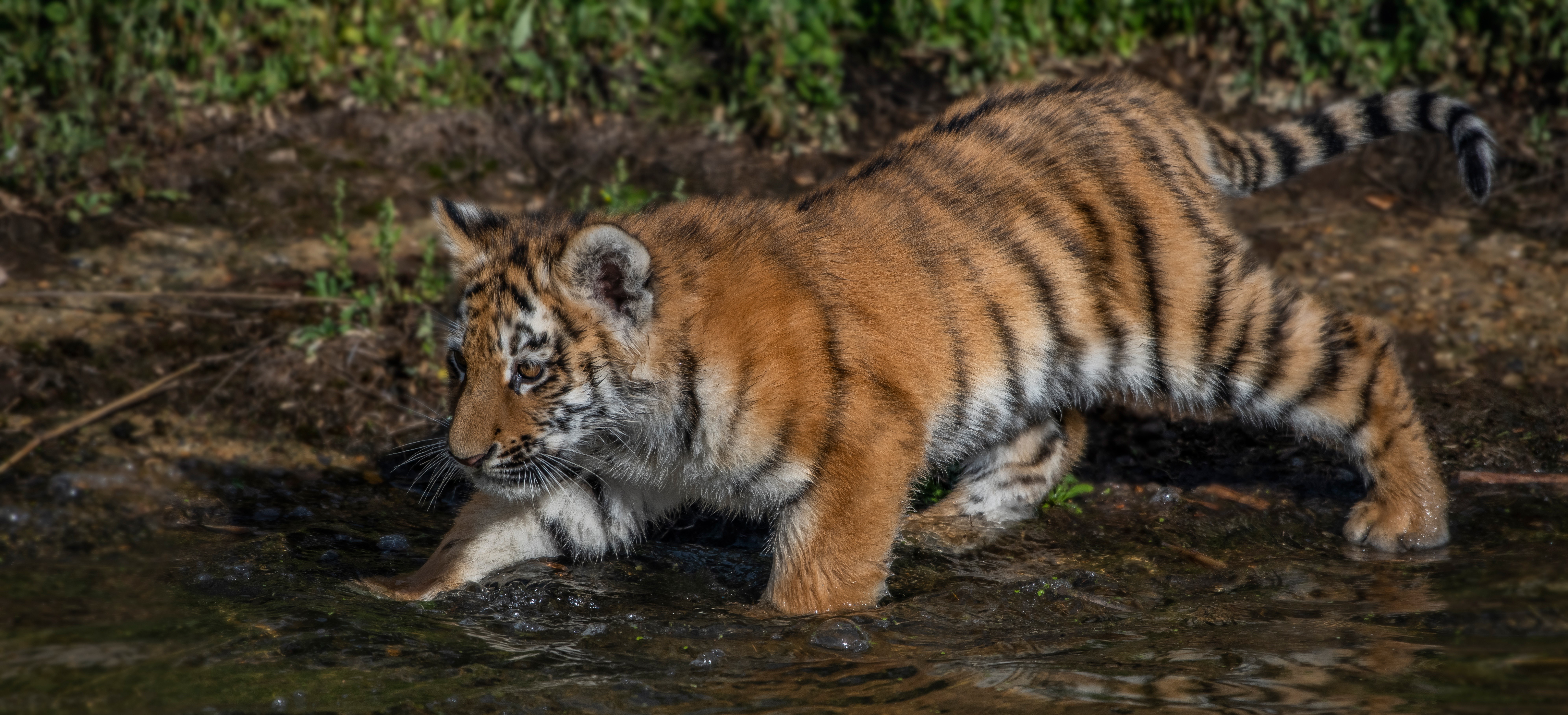 Tiger cub walking in water HD Wallpaper