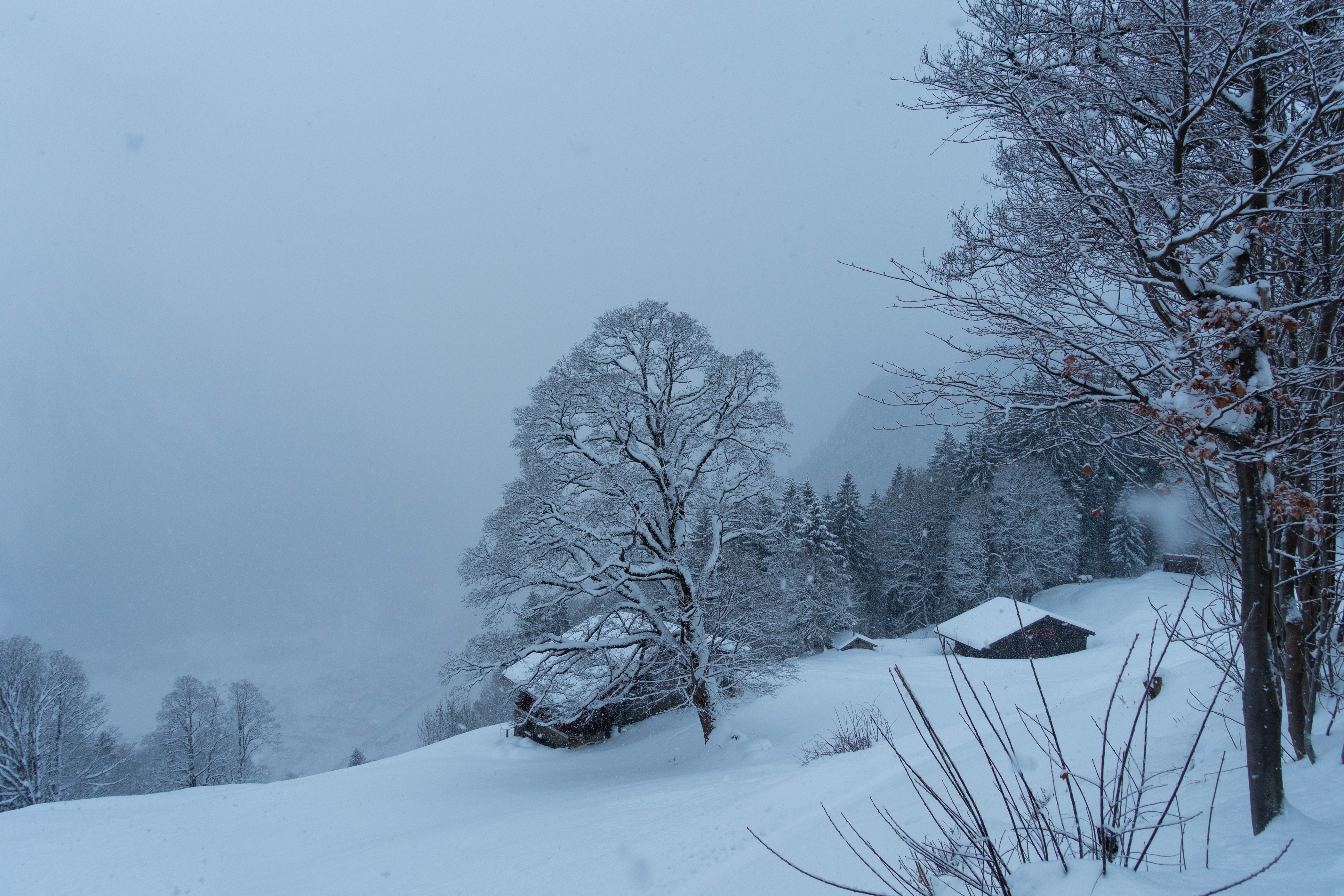 Braunwald, Switzerland Winter Snow Houses and Trees HD Wallpaper