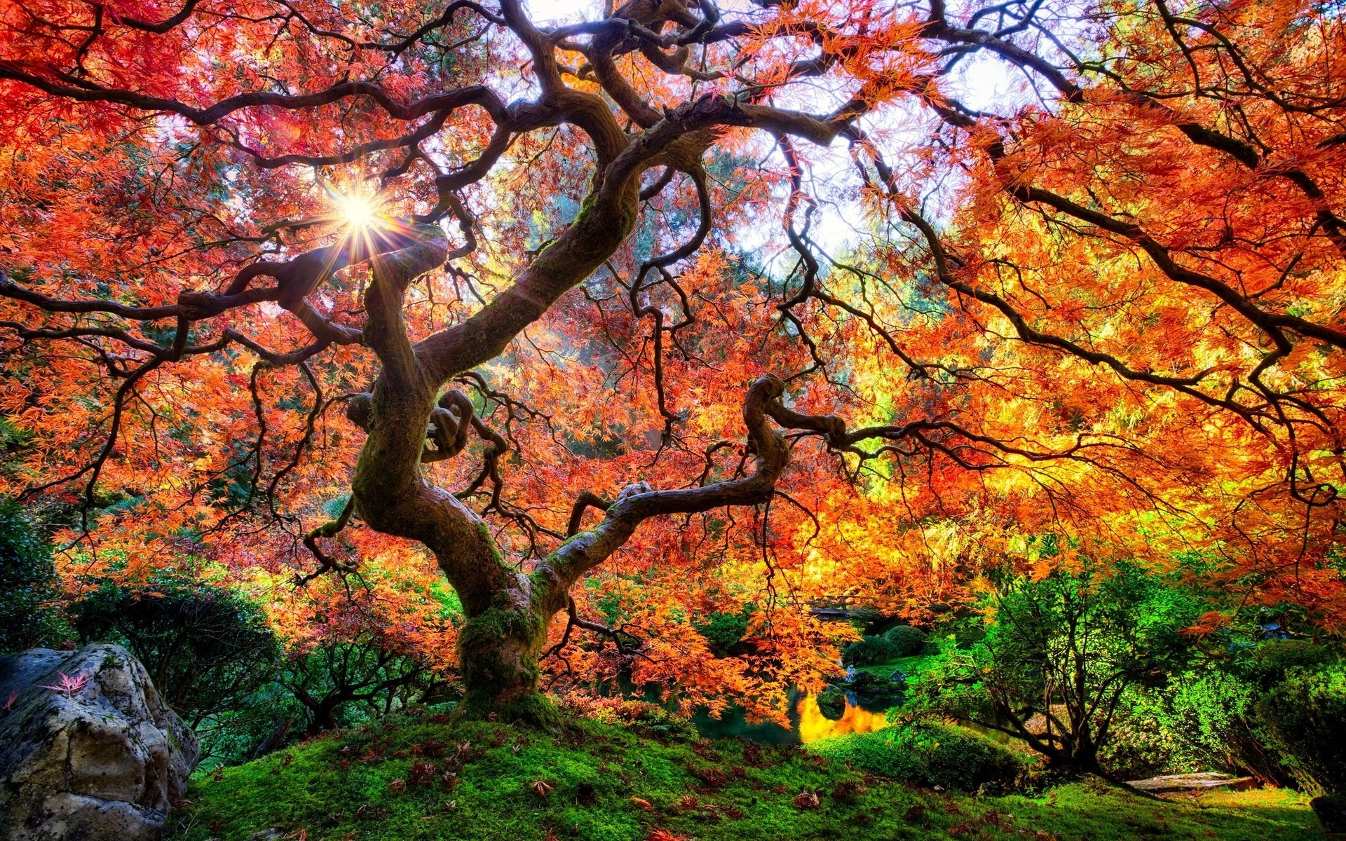 Sunlight shines through a gnarled Japanese maple tree in autumn HD Wallpaper