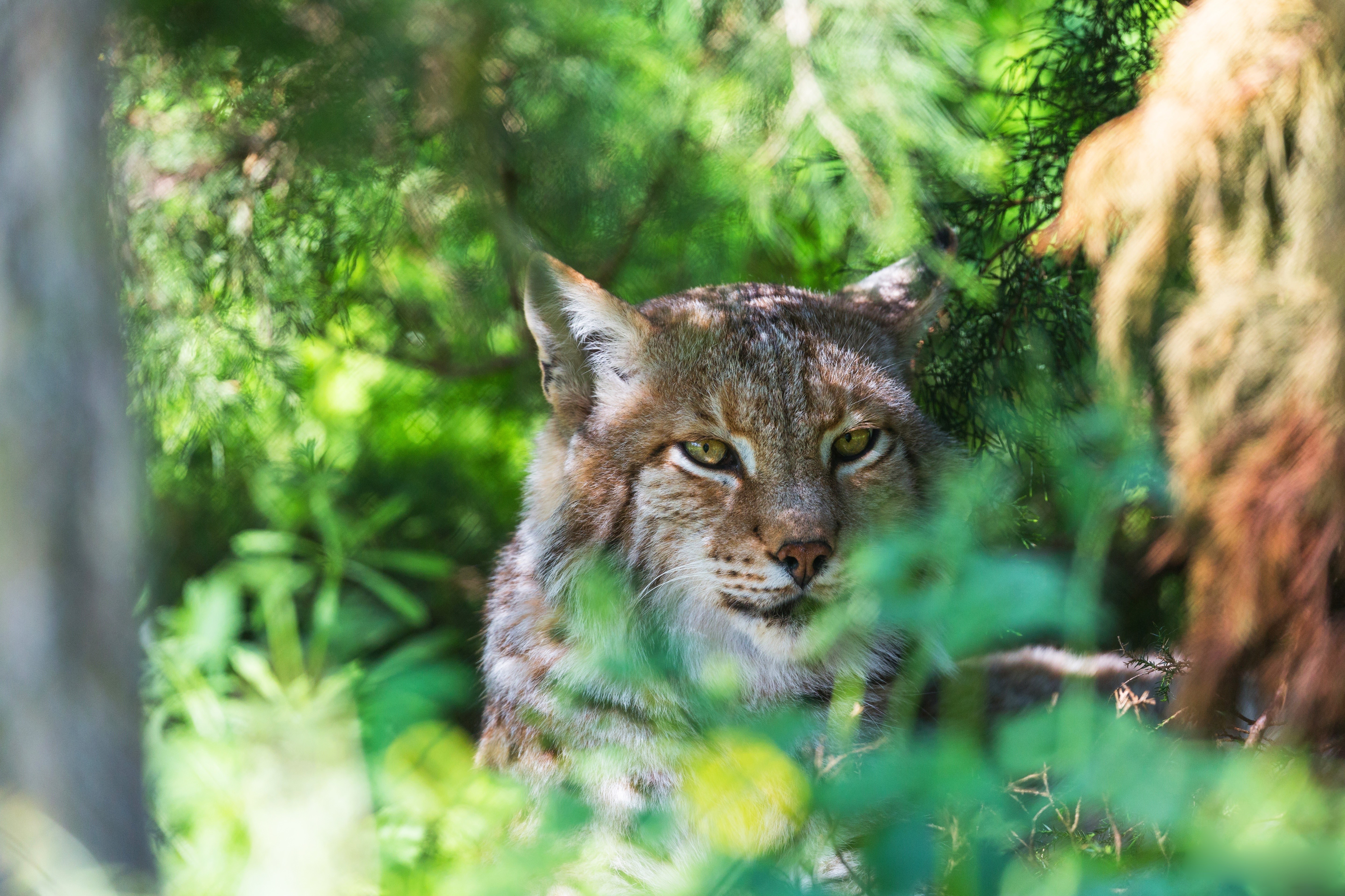 Lynx head peeking through foliage HD Wallpaper