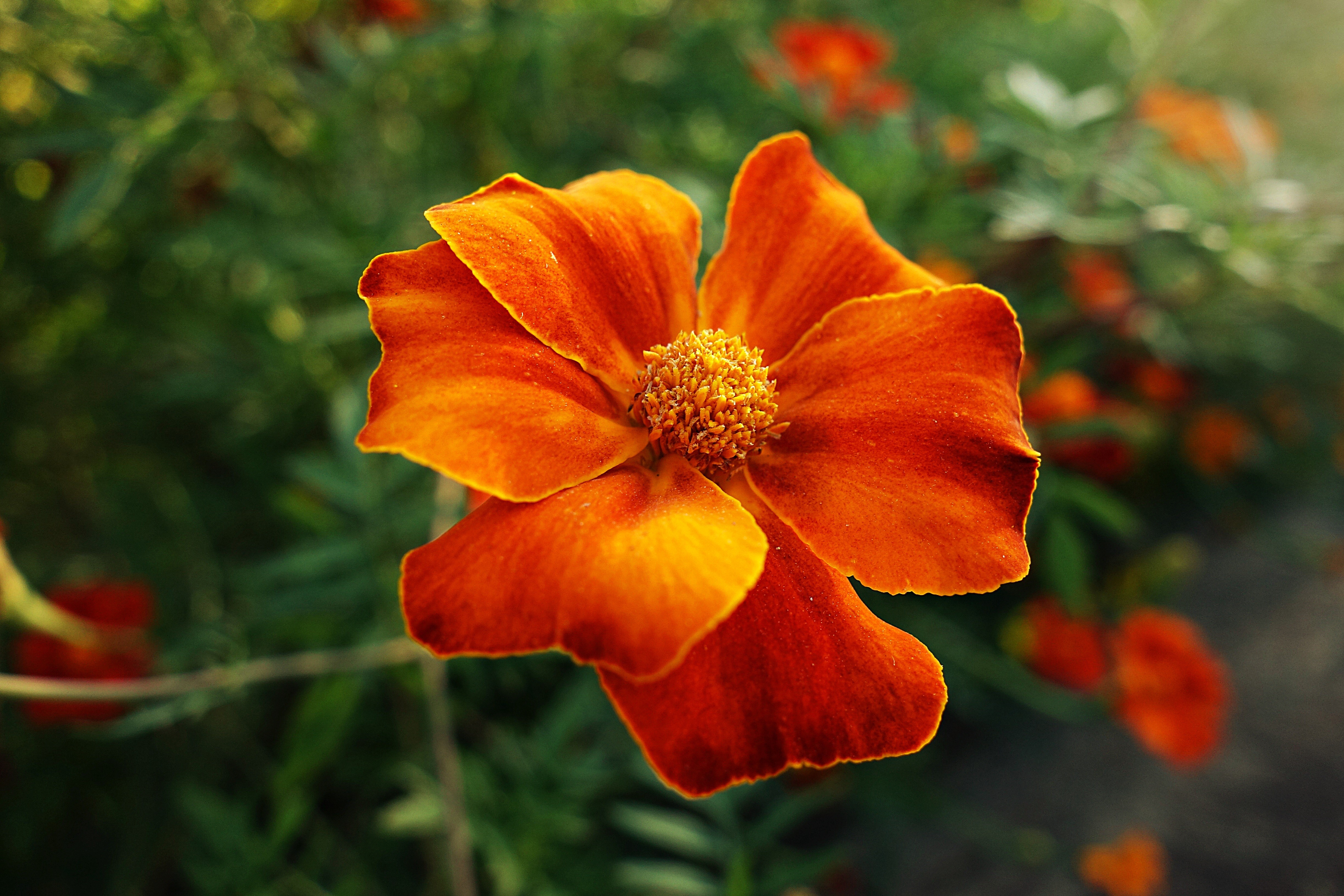 Orange Marigold Flower Closeup HD Wallpaper