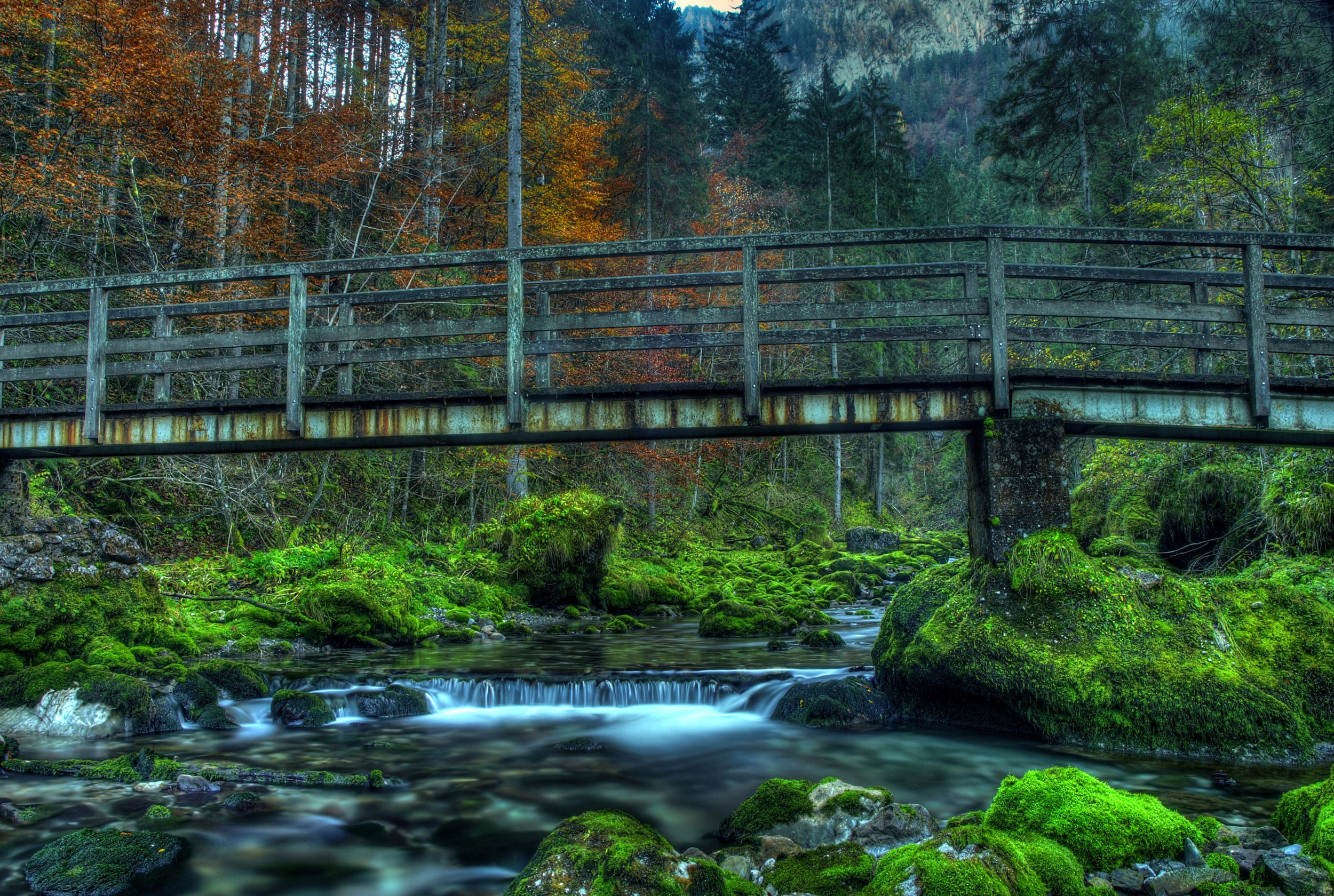 Wooden bridge over a mossy river in a forest HD Wallpaper
