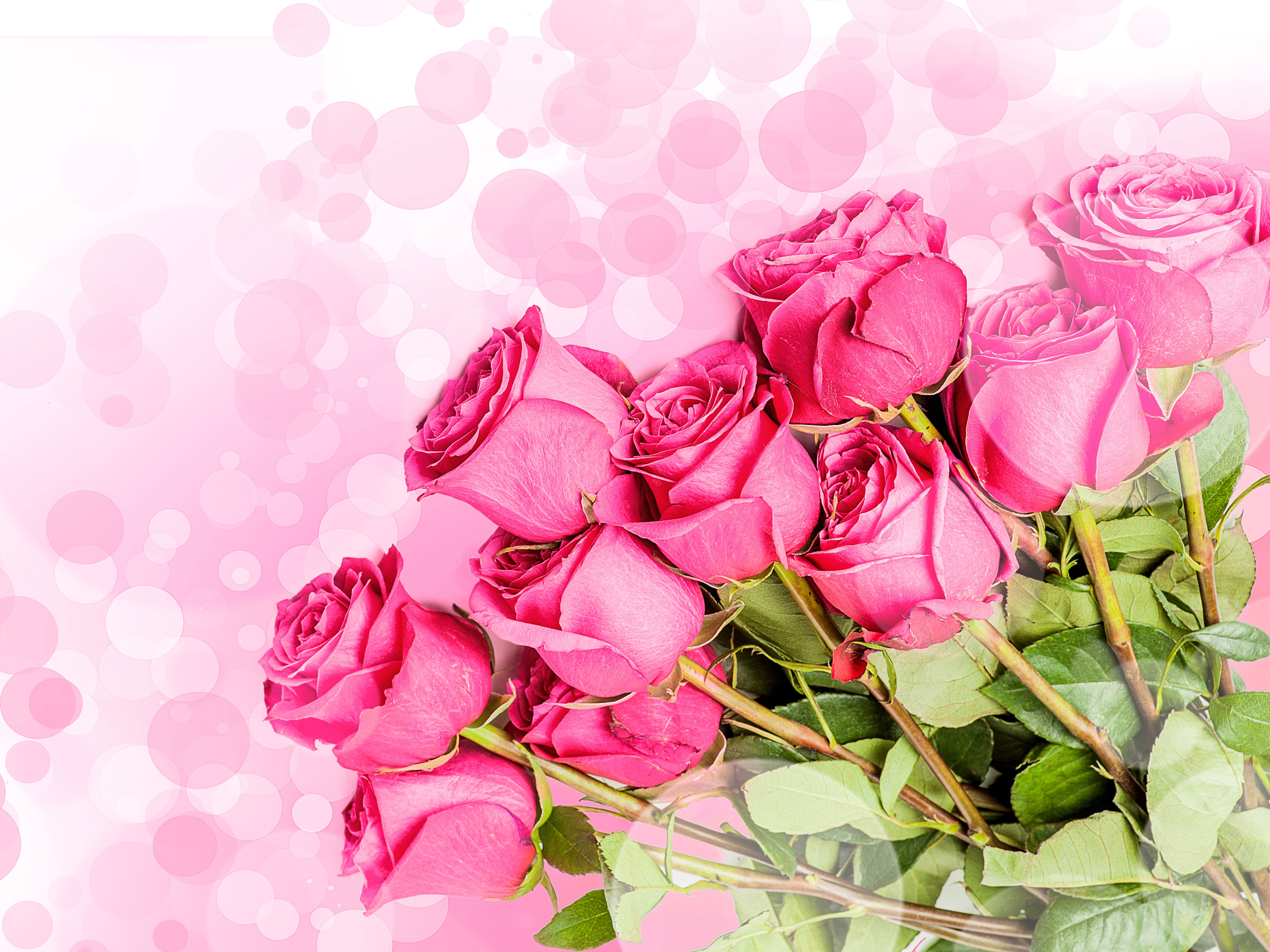 4K Pink Roses Closeup White Background HD Wallpaper