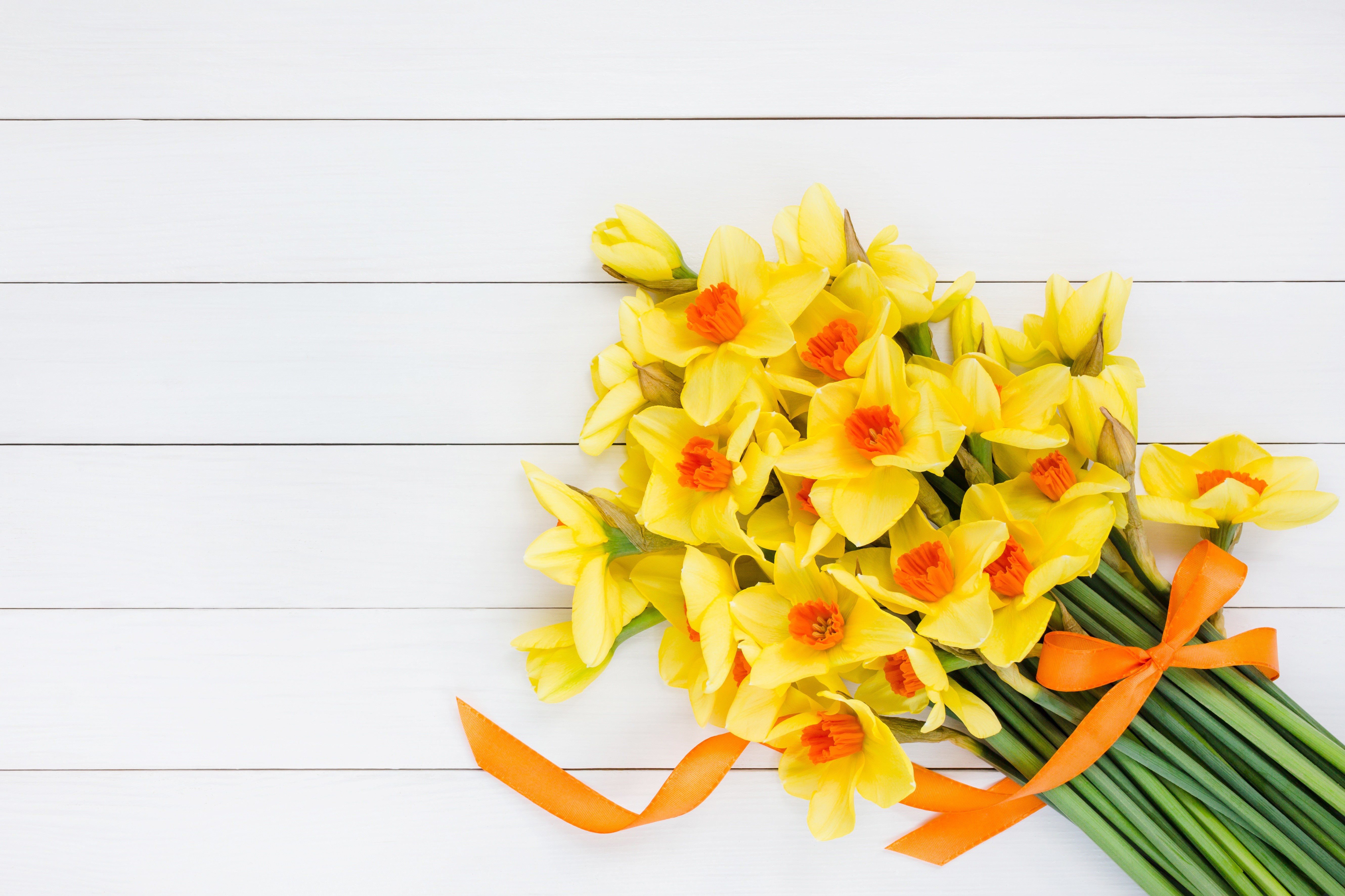 Bouquet of Yellow Daffodils with Orange Ribbon HD Wallpaper