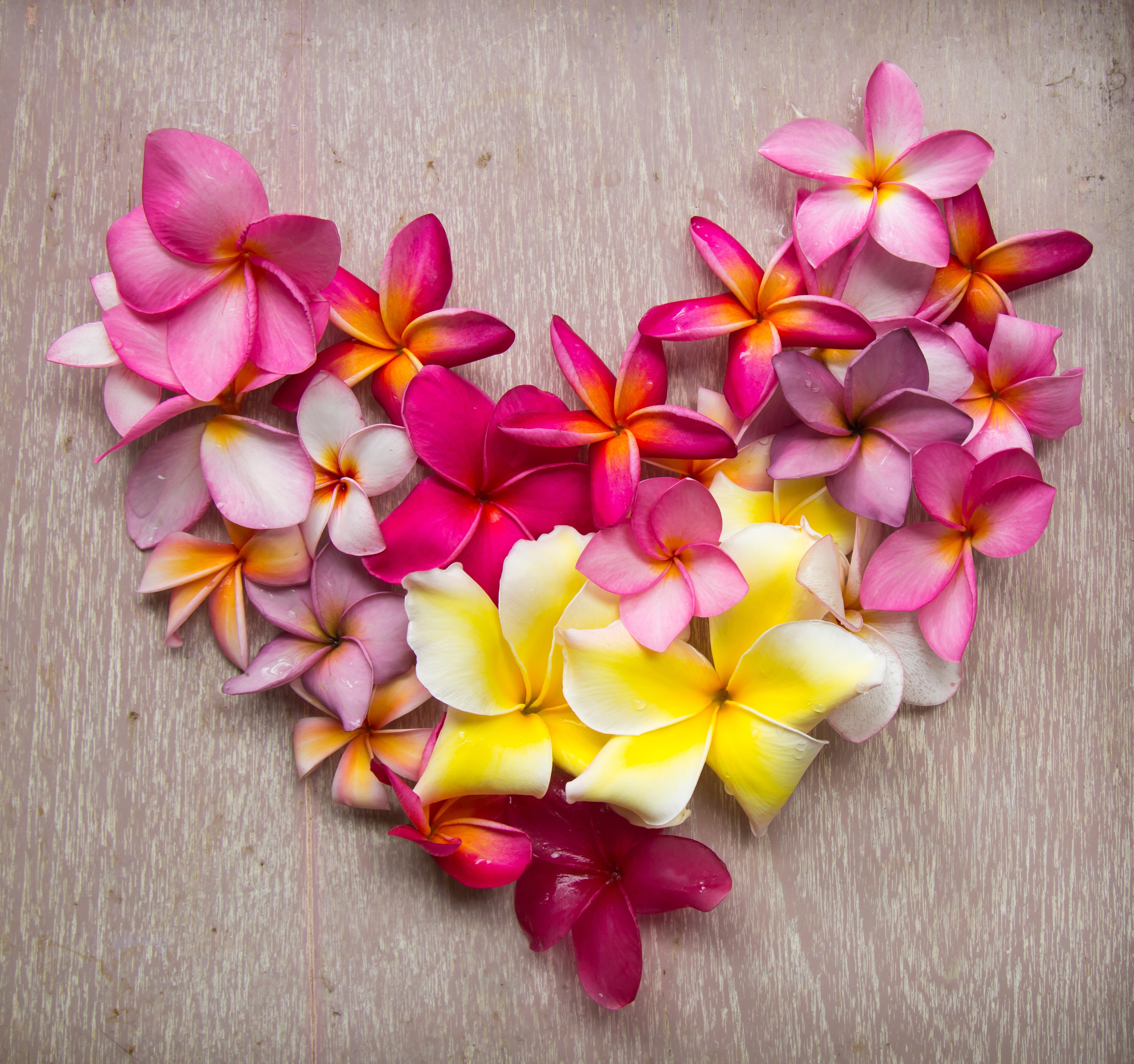 Heart shape made of Plumeria flowers HD Wallpaper