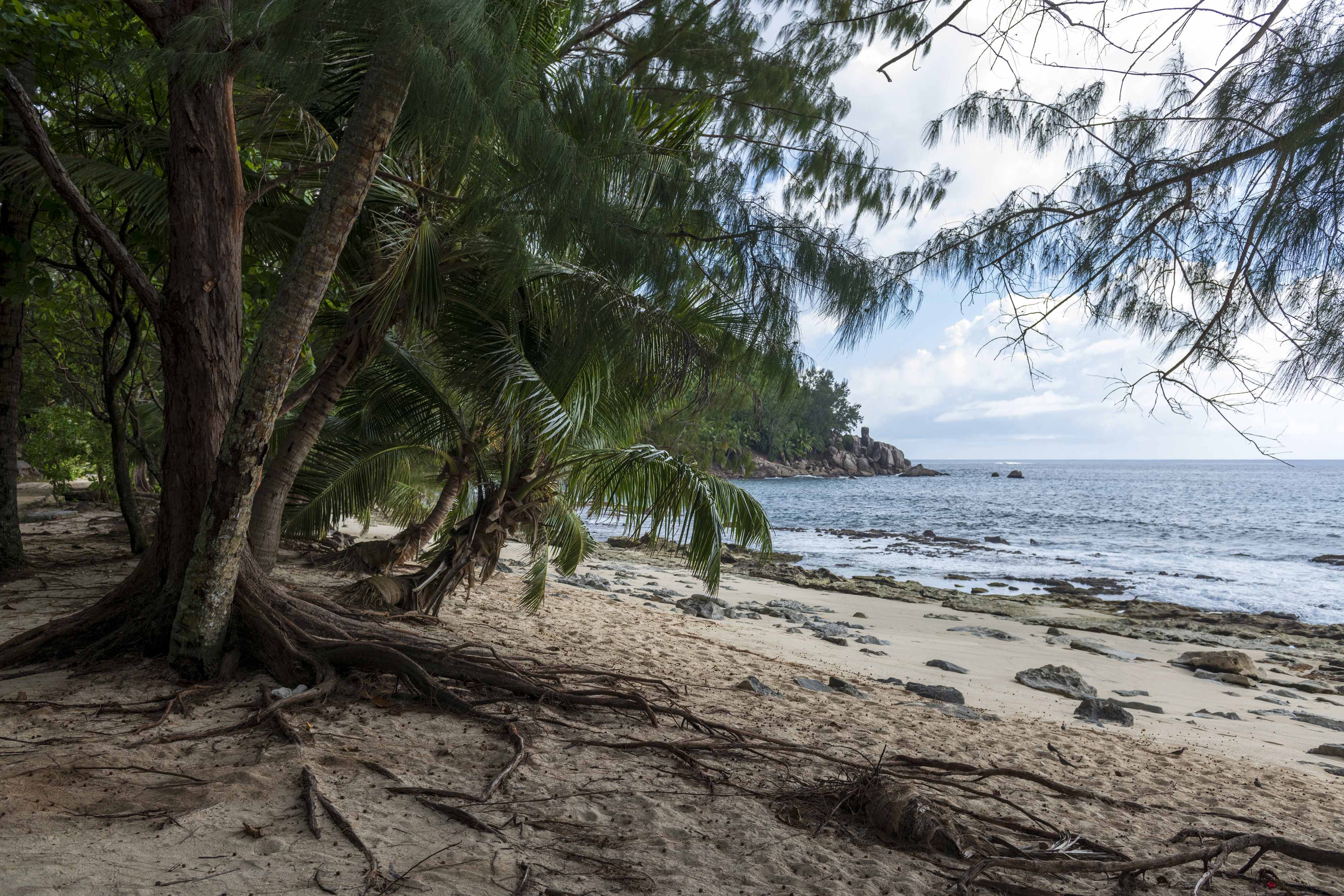 Police Beach Seychelles Tropics Coast Palms Beach HD Wallpaper