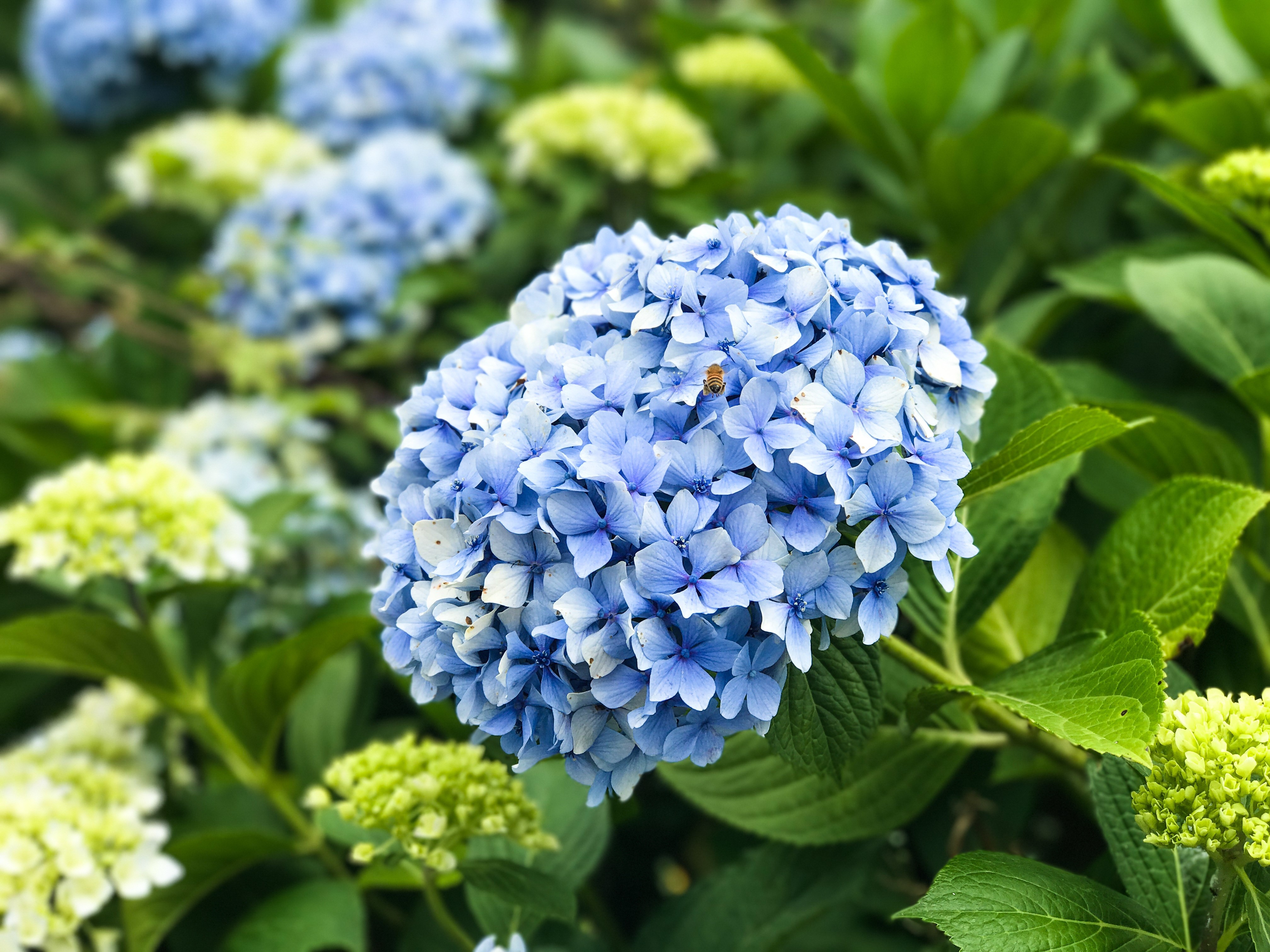 4K Hydrangea Closeup Light Blue HD Wallpaper