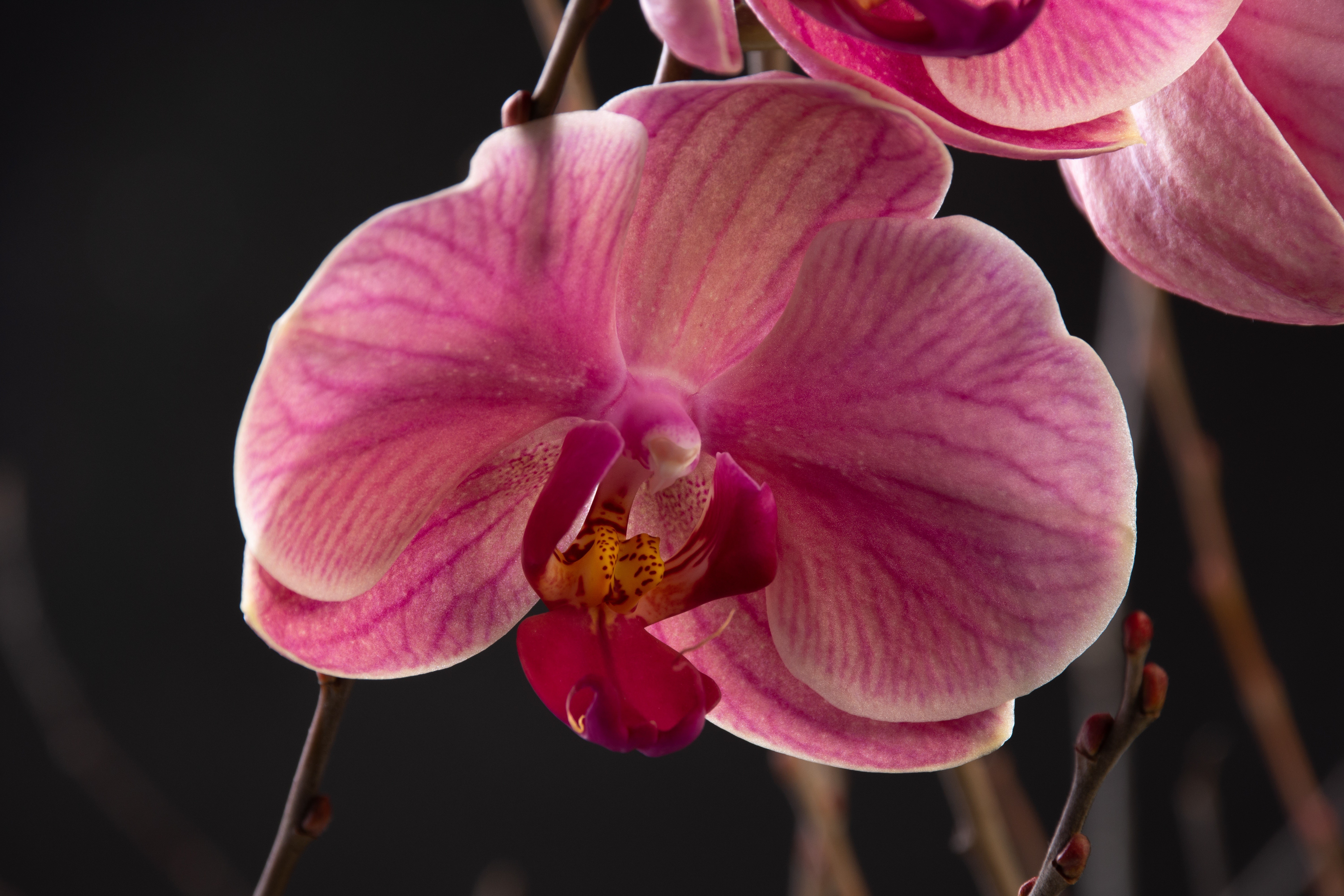 Pink Orchid Closeup HD Wallpaper