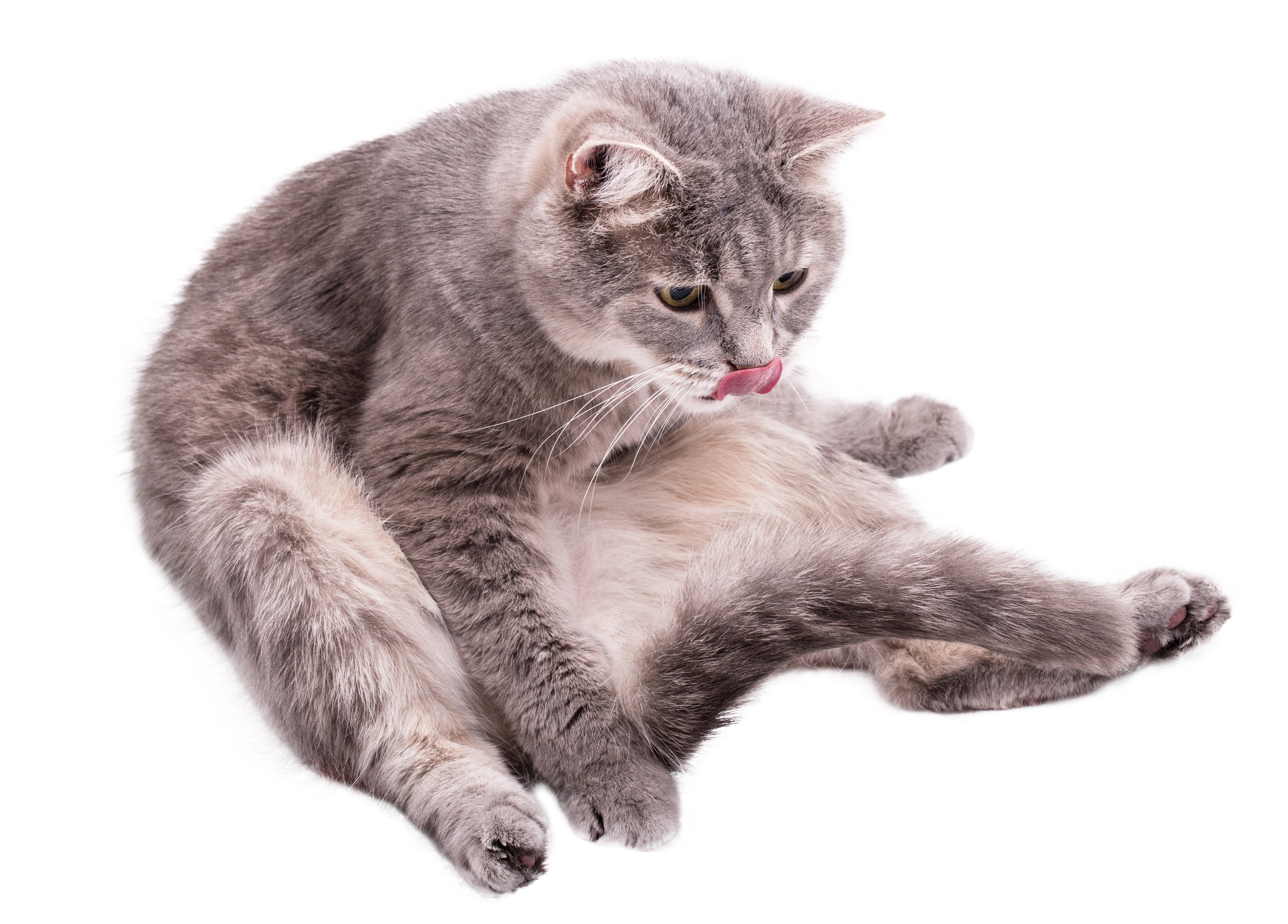 Gray cat licking its paw on white background HD Wallpaper