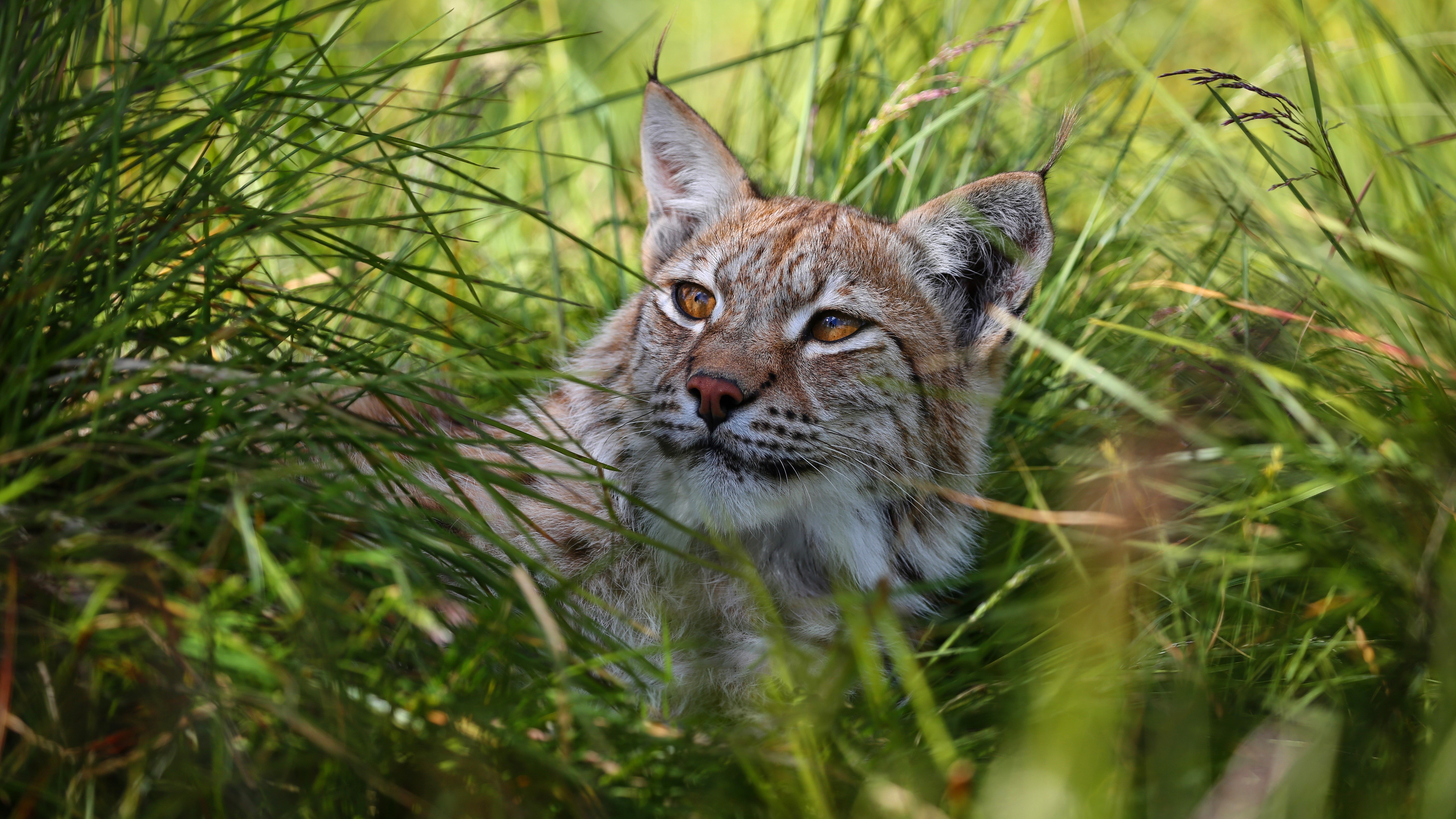 Lynx peeking through tall green grass HD Wallpaper