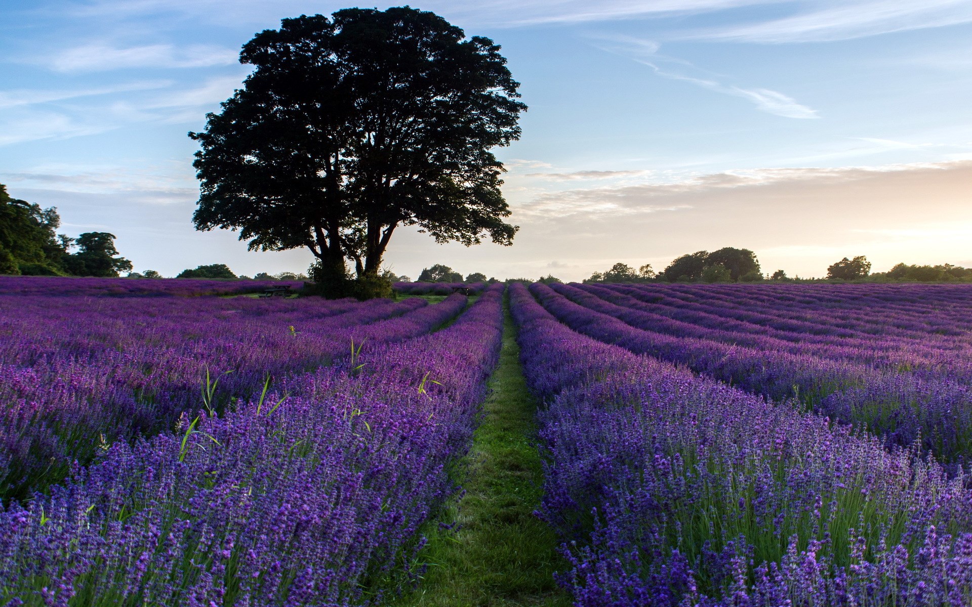 Lavender field with a large tree at sunset HD Wallpaper