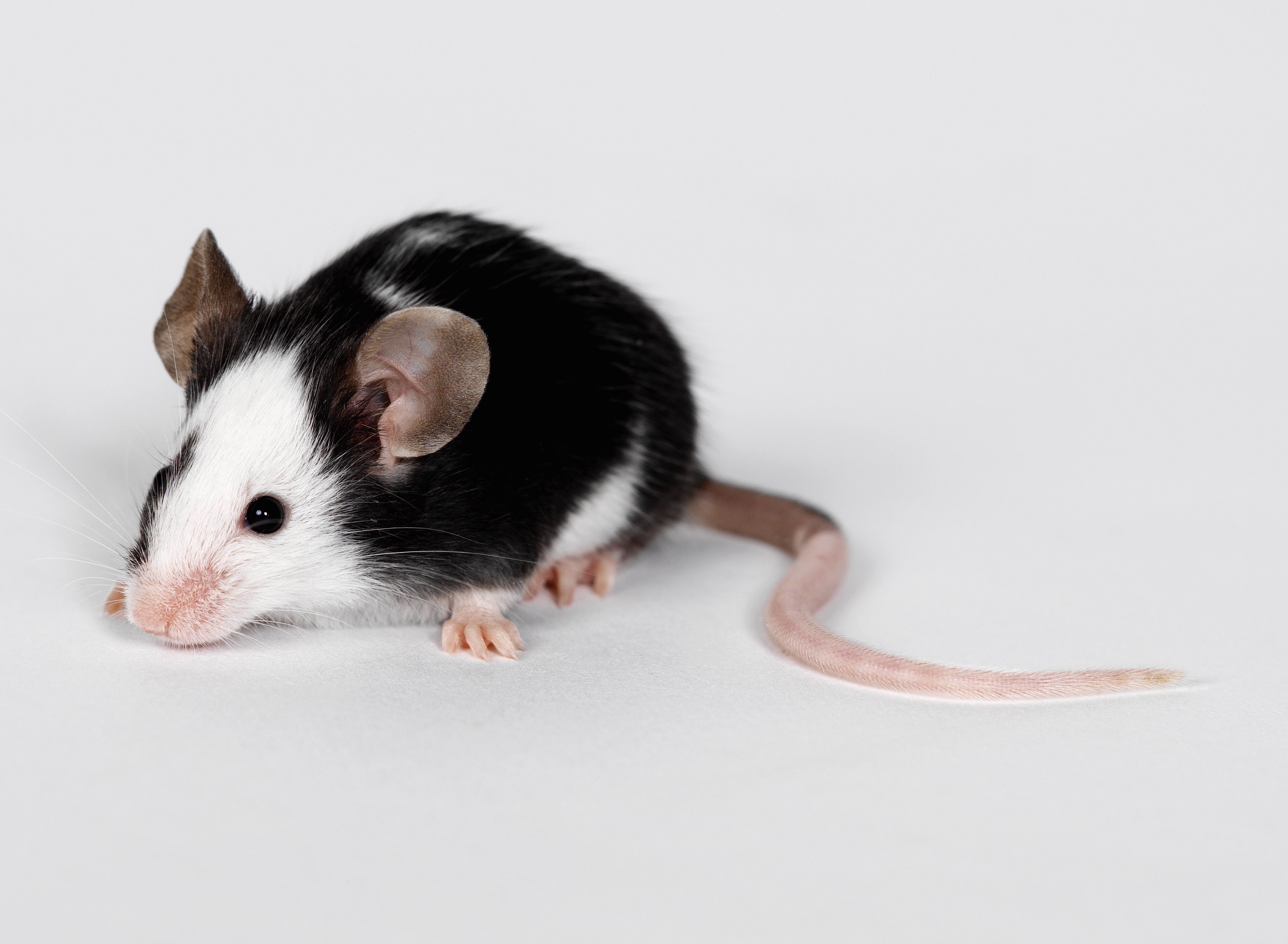Black and white mouse with pink tail HD Wallpaper