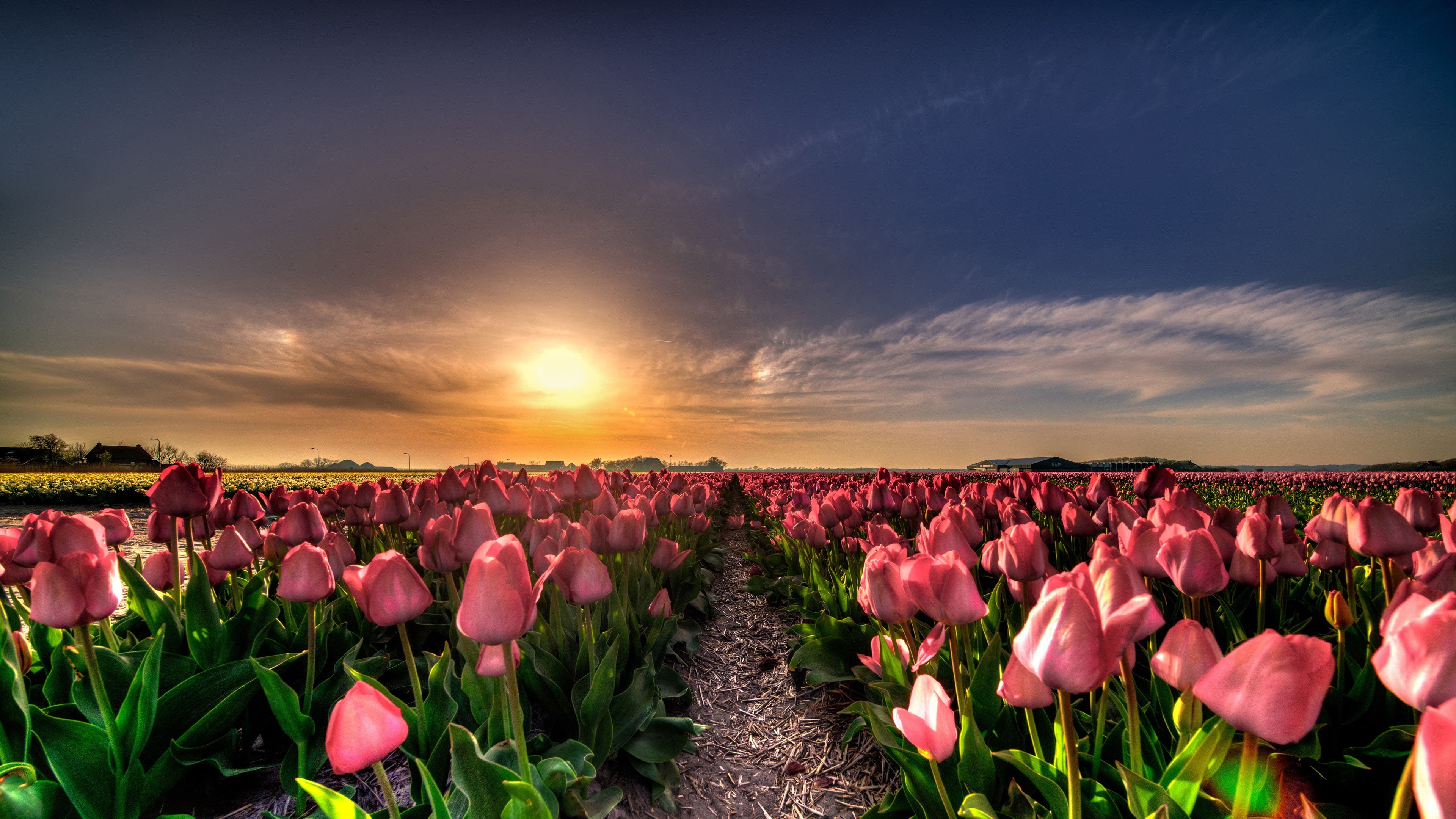 4K Netherlands Tulip Fields at Sunset HD Wallpaper