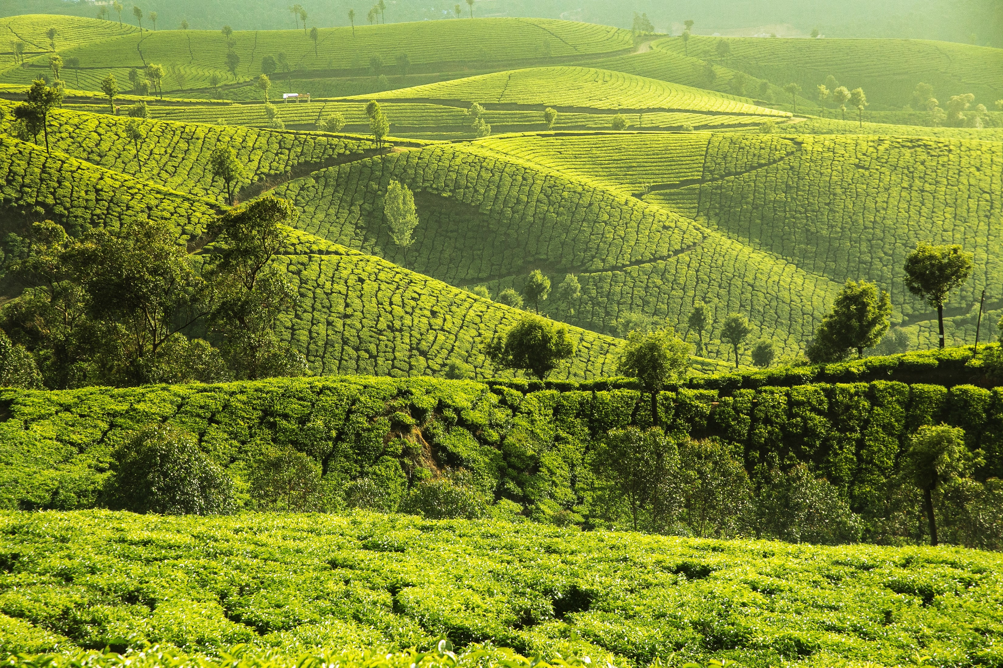 Tea plantations on rolling hills in Munnar, India HD Wallpaper