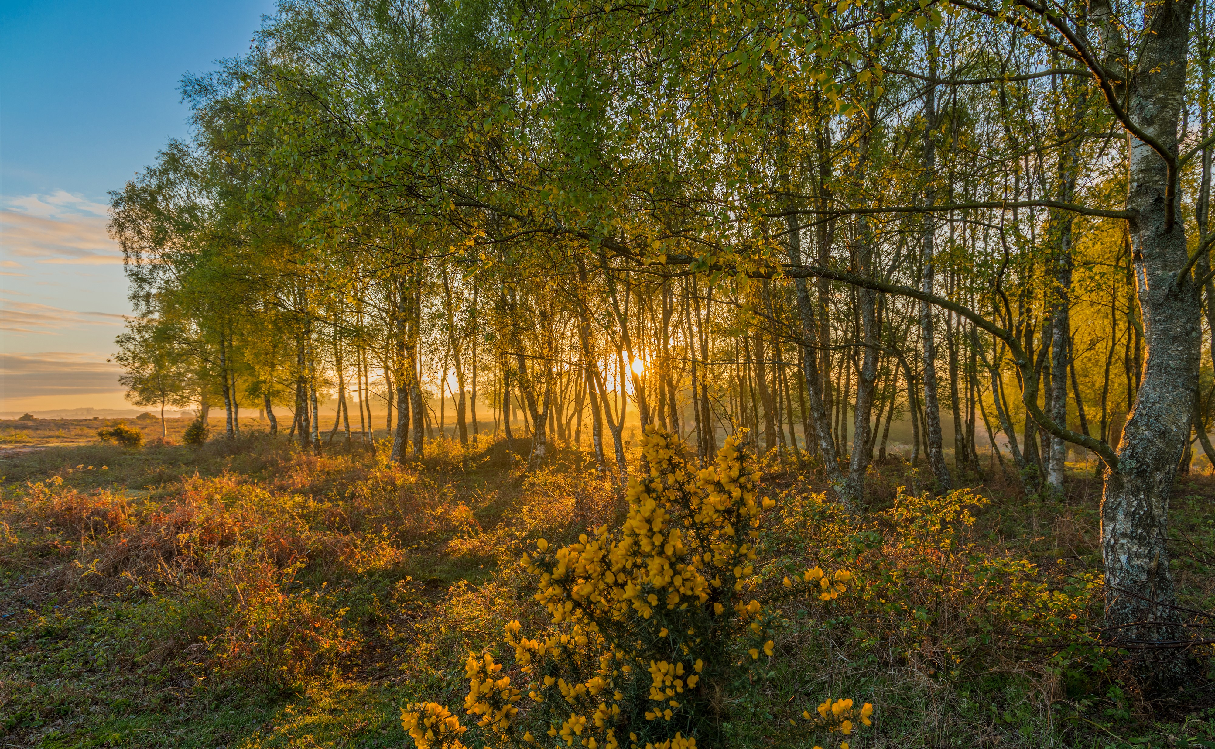 Sunrise through trees in Rockford New Forest National Park HD Wallpaper