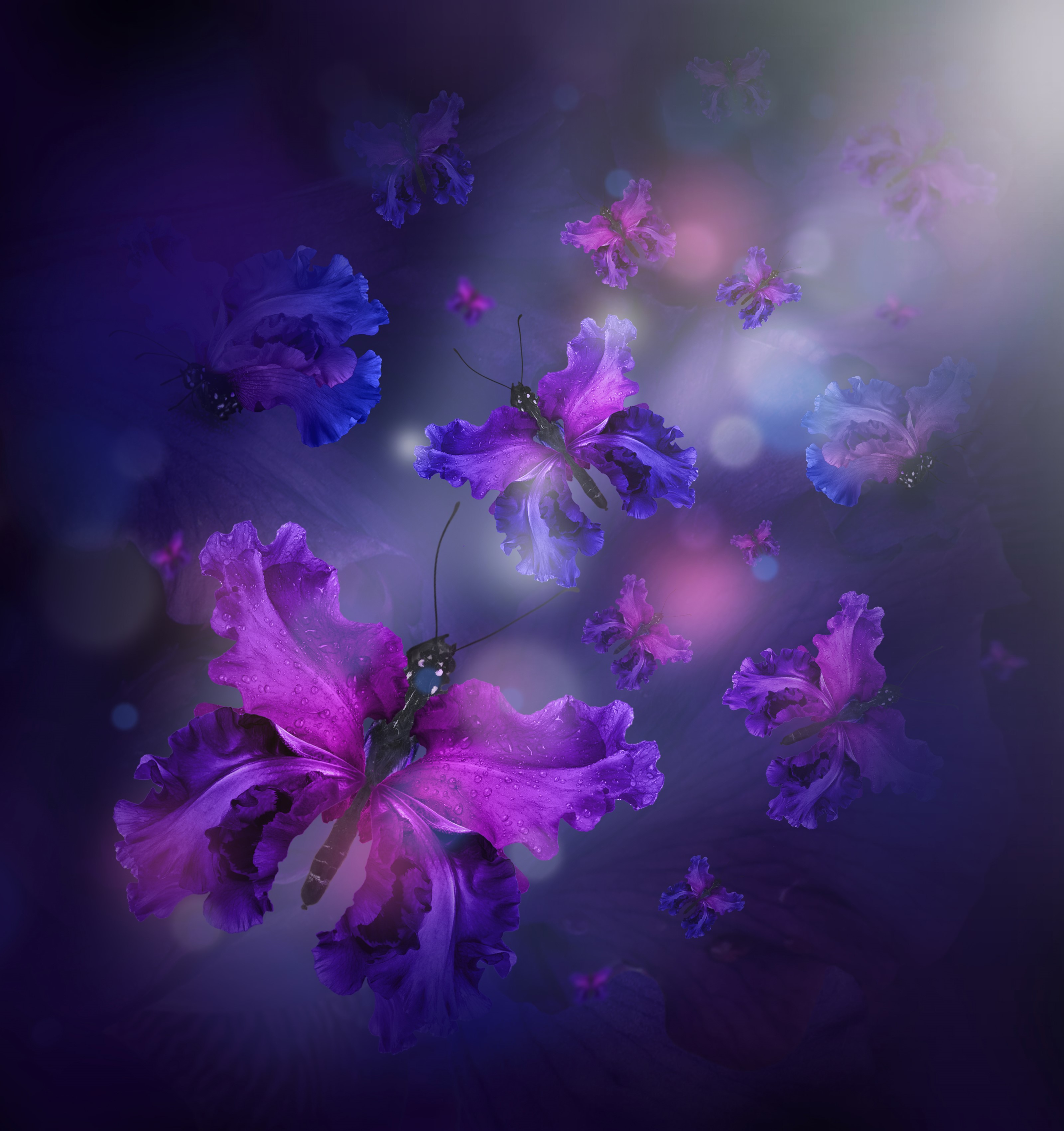 Butterflies made of irises on a dark background HD Wallpaper