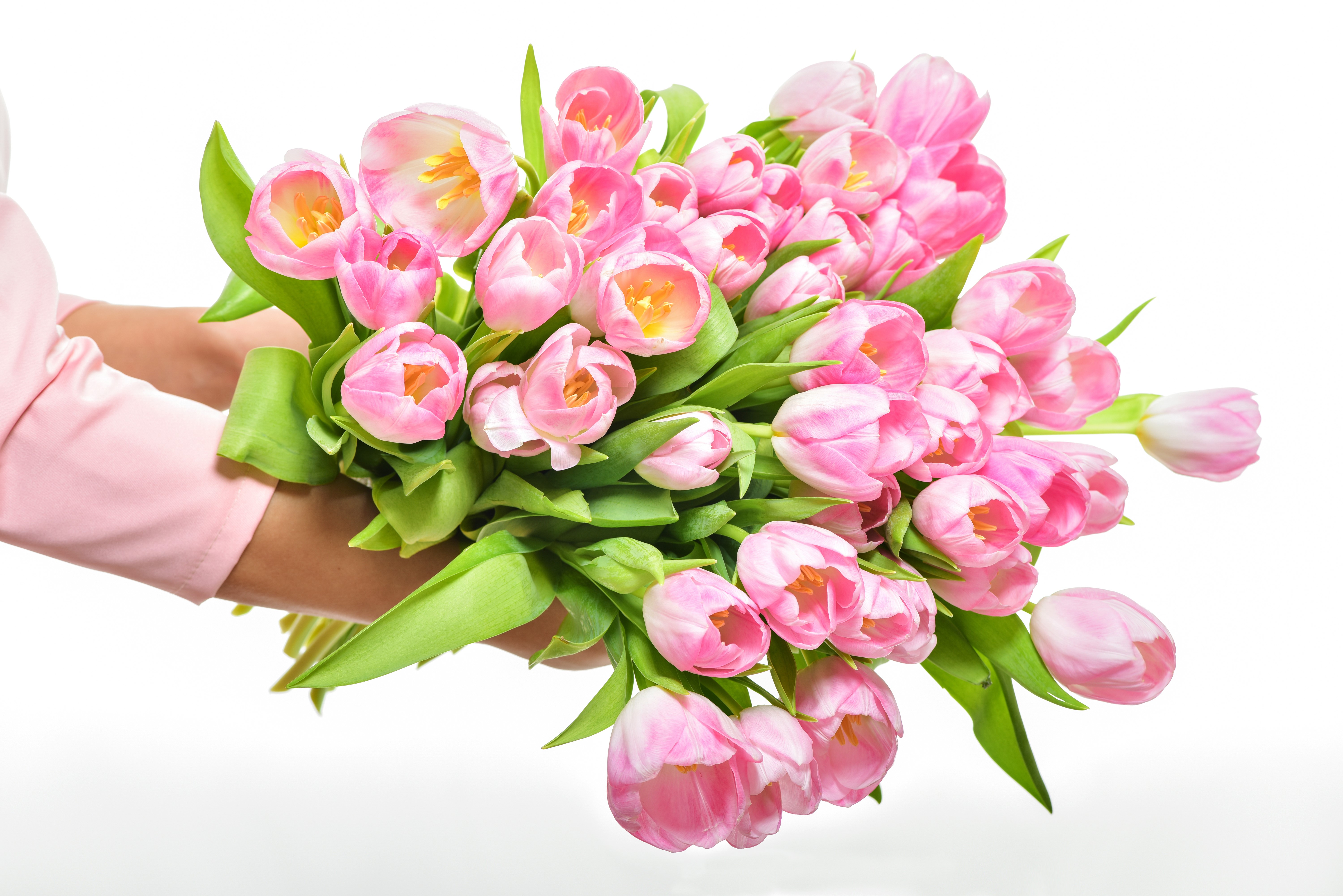 Many pink tulips on white background HD Wallpaper