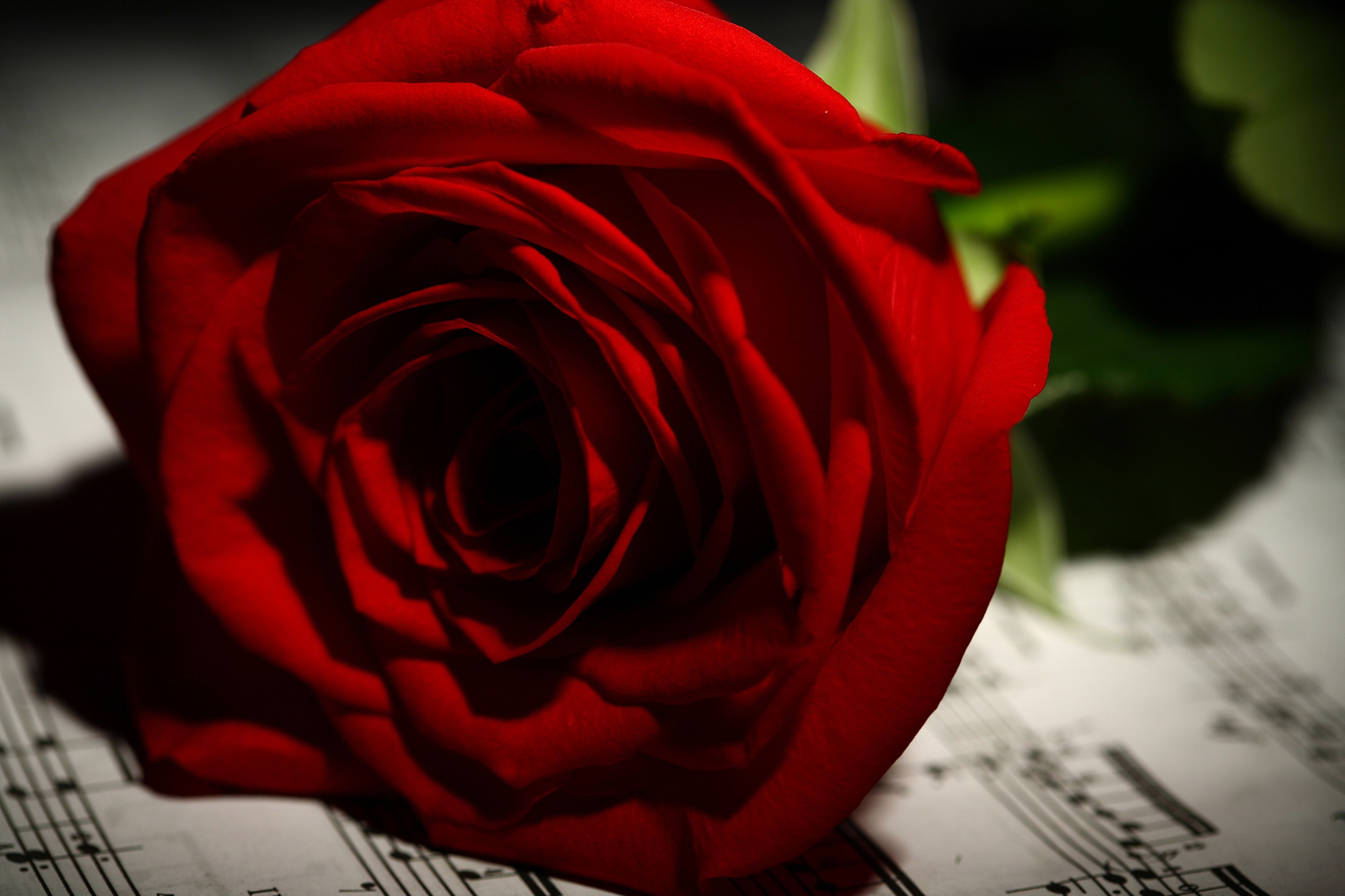 Red rose on sheet music HD Wallpaper