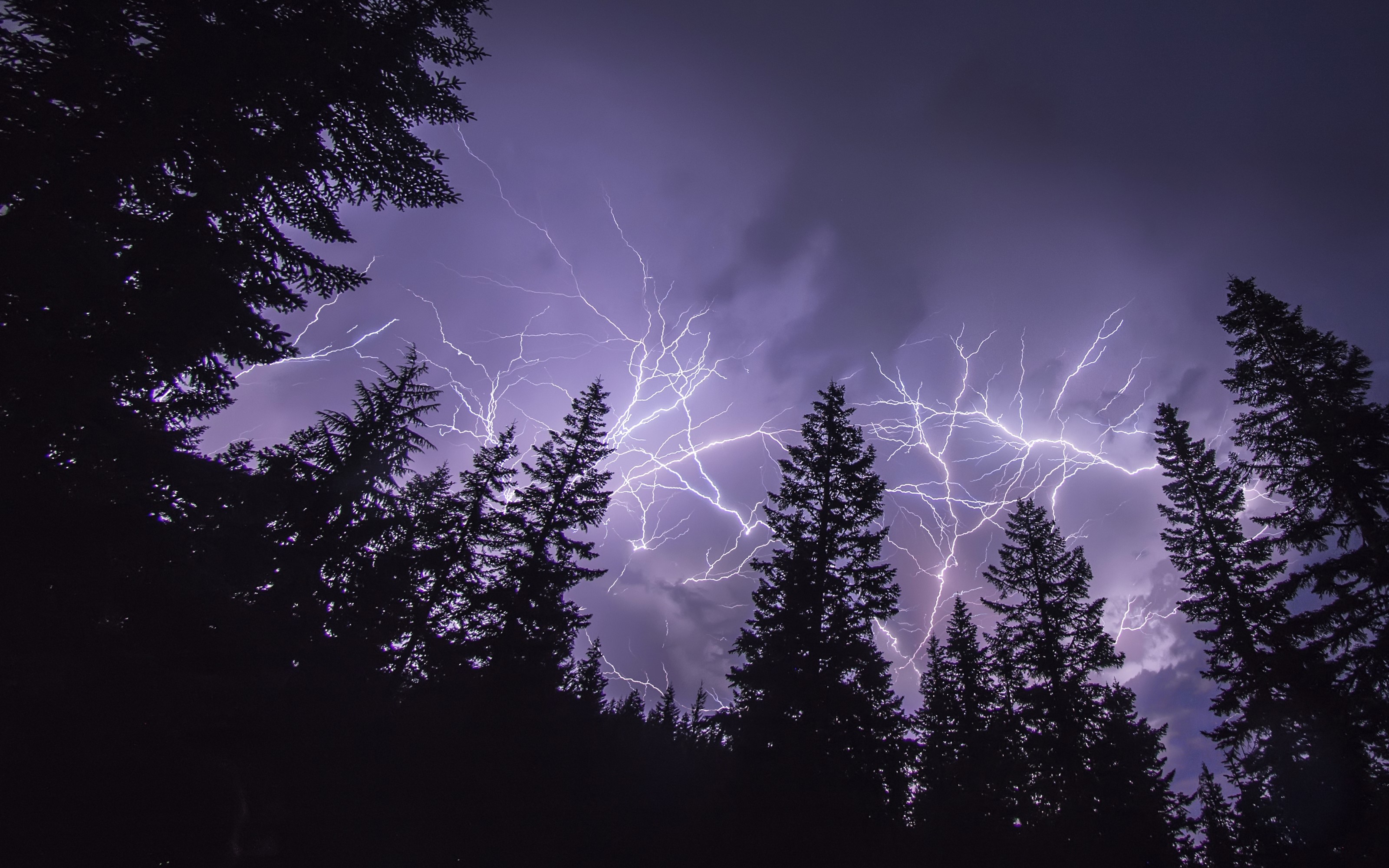 Lightning storm over a dark forest HD Wallpaper