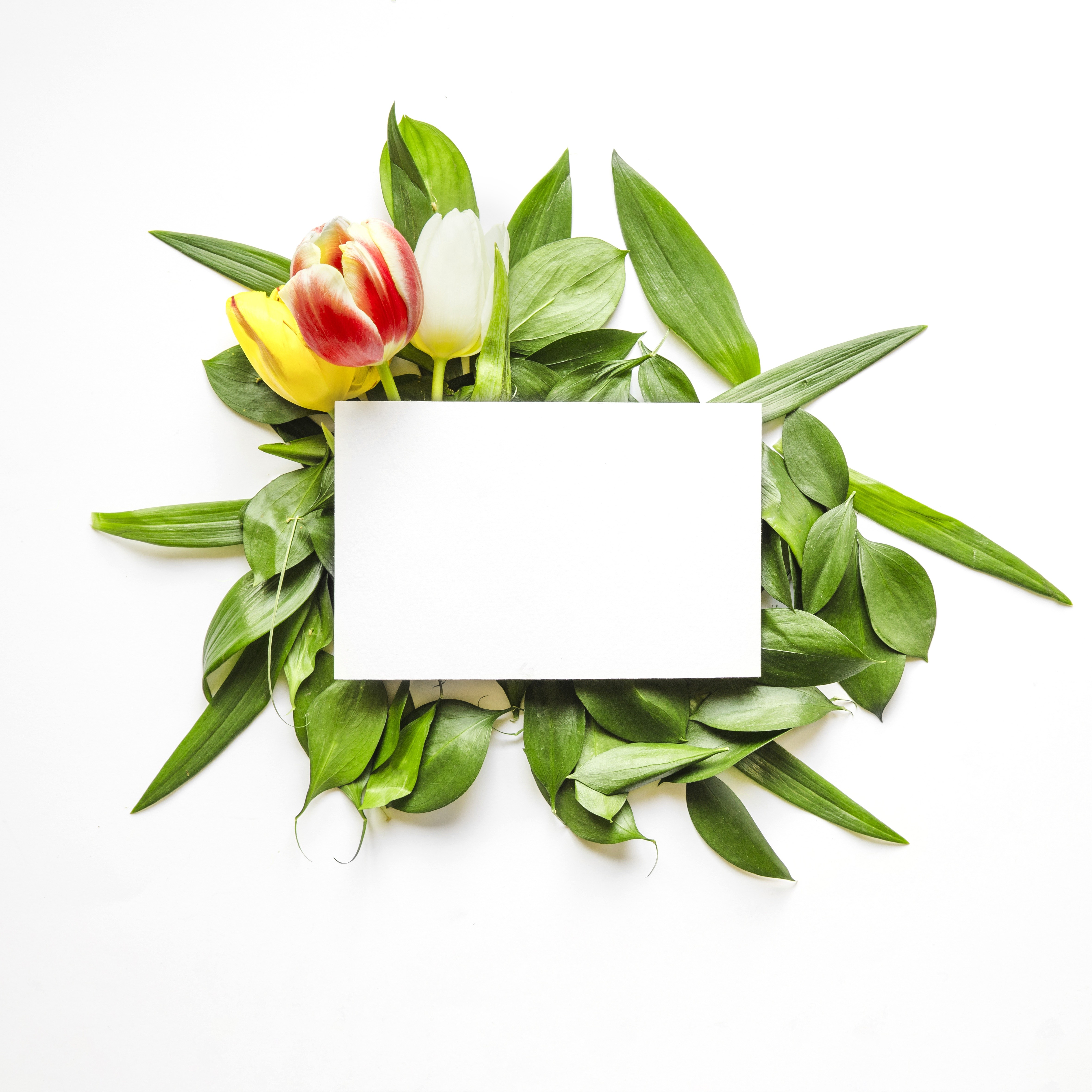 Tulips and green leaves with a blank card HD Wallpaper