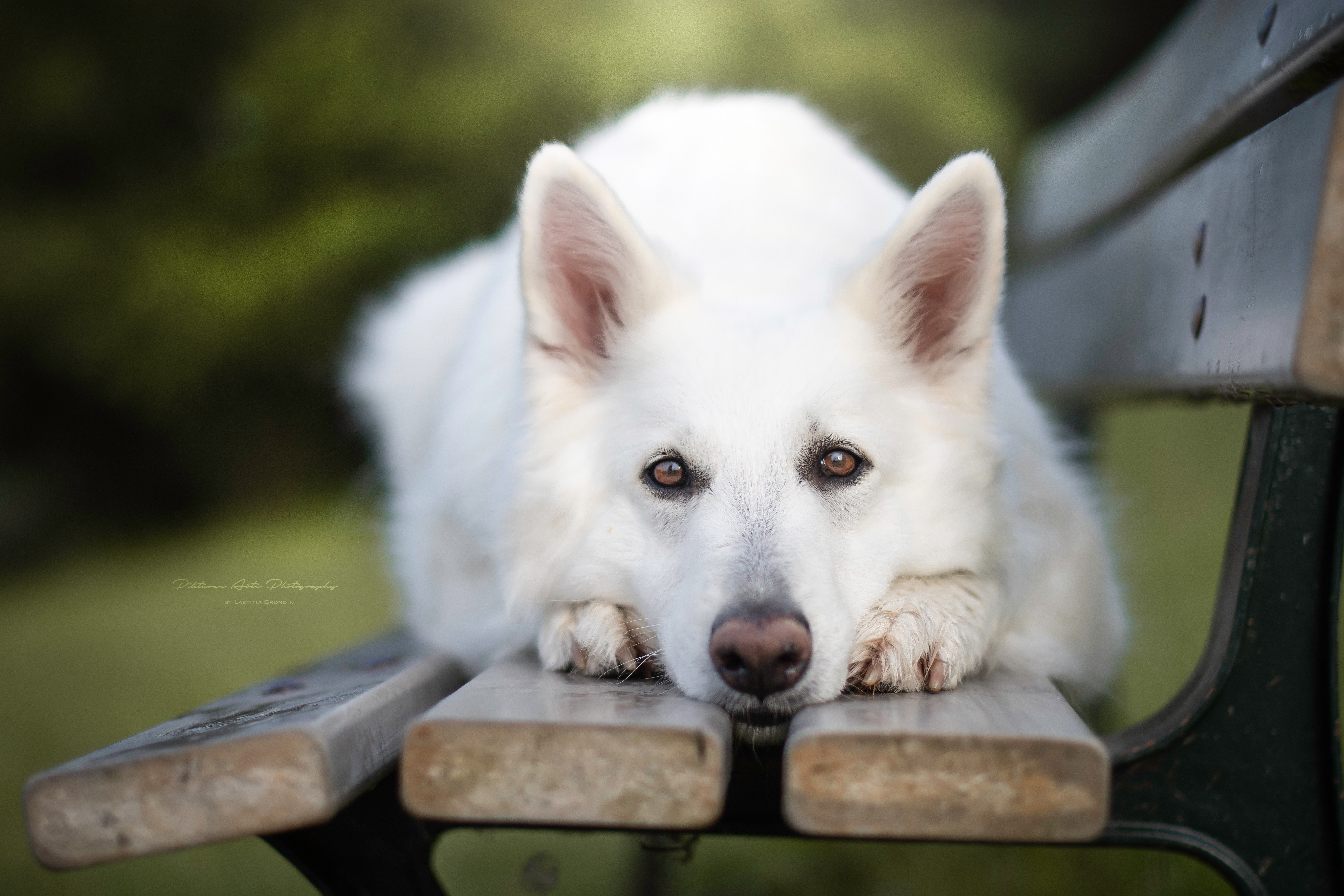 White Swiss Shepherd Dog on a Bench HD Wallpaper
